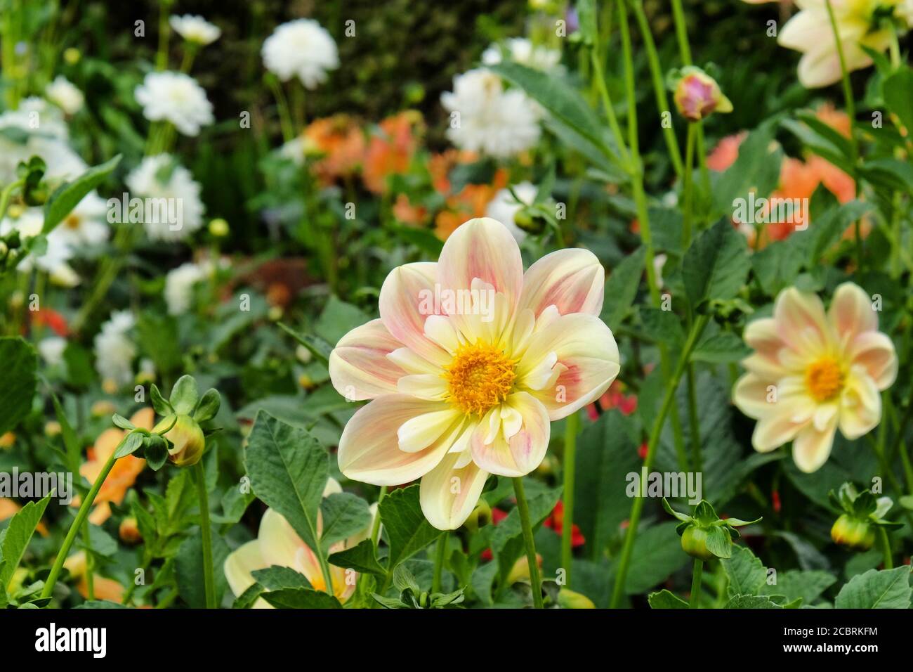 Pfirsich und Sahne Dahlia 'april Heidekraut' in der Blüte Stockfoto
