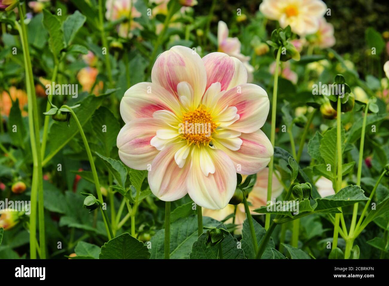 Pfirsich und Sahne Dahlia 'april Heidekraut' in der Blüte Stockfoto