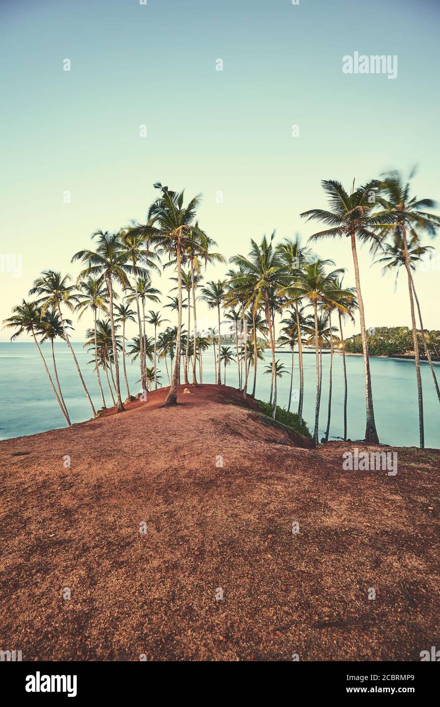 Kokospalmen bei Sonnenuntergang, farbiges Bild, Sommerurlaubskonzept. Stockfoto