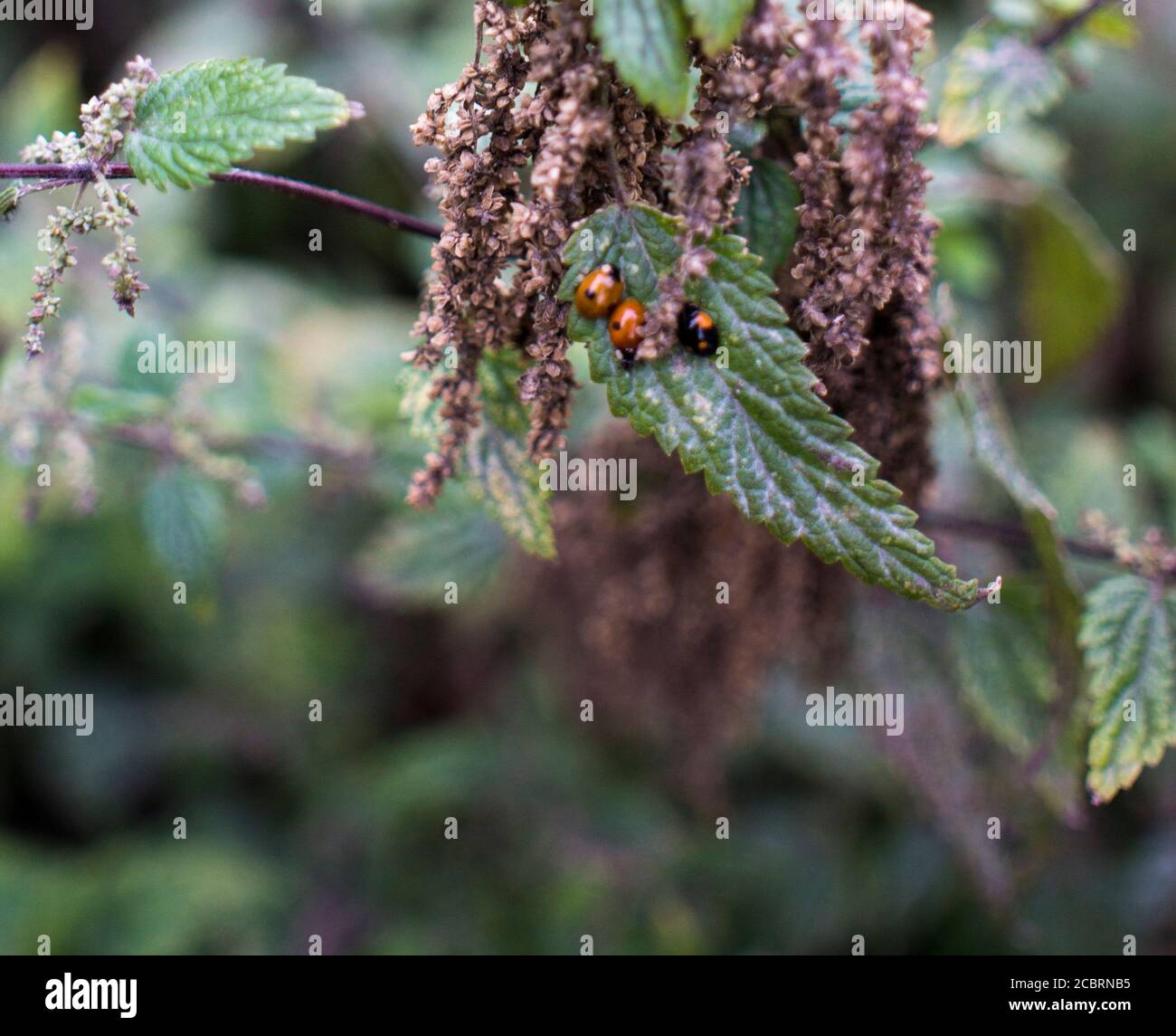Grüner Hintergrund mit Dame Bug Foto Stockfoto