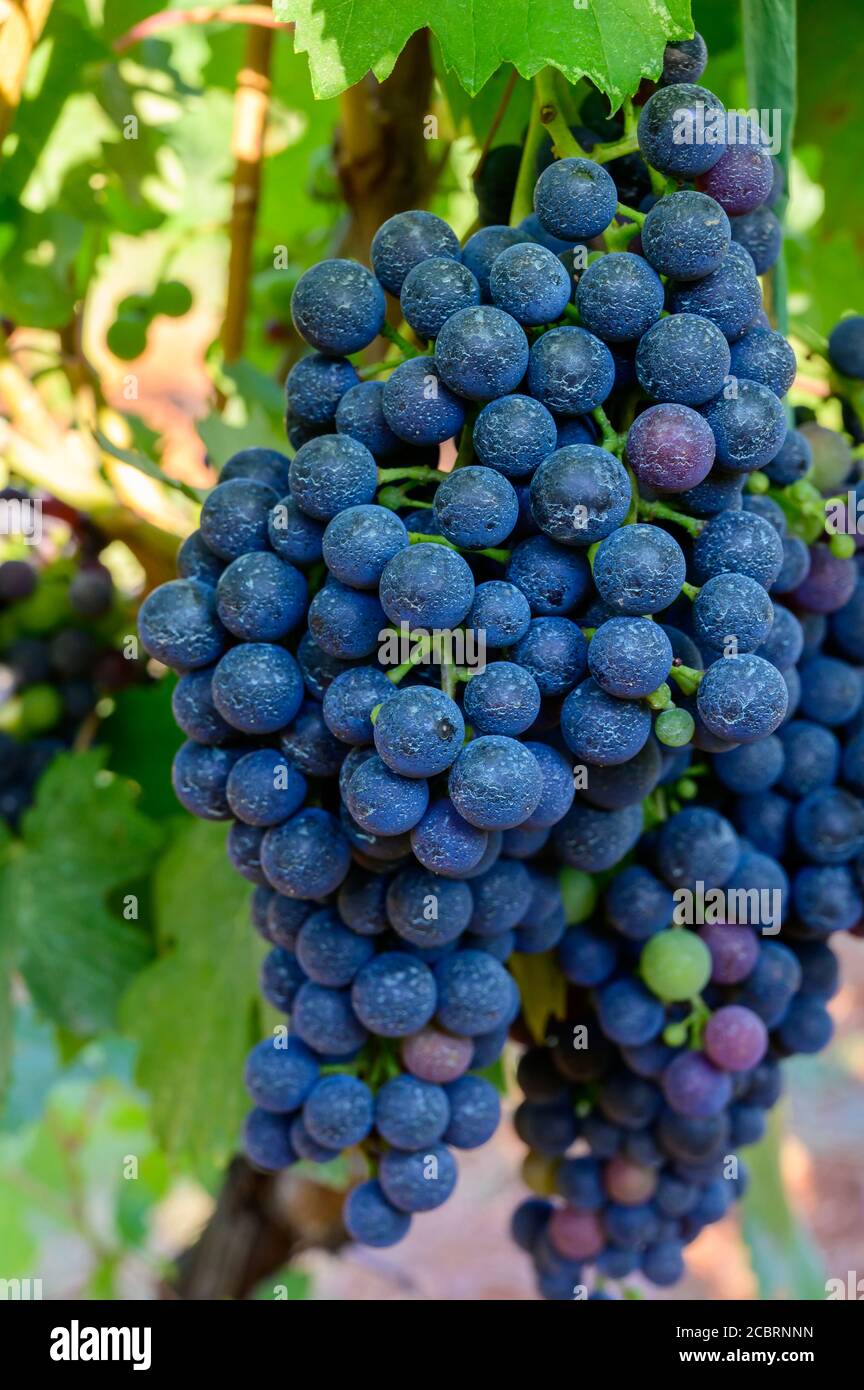Reife rote Trauben wachsen auf Weinbergen in Kampanien, Süditalien für die Herstellung von Rotwein aus der Nähe verwendet Stockfoto