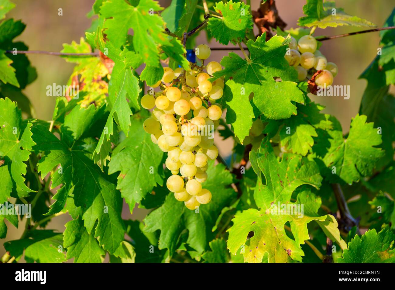 Reife weiße Trauben wachsen auf Weinbergen in Kampanien, Süditalien für die Herstellung von Weißwein aus nächster Nähe verwendet Stockfoto