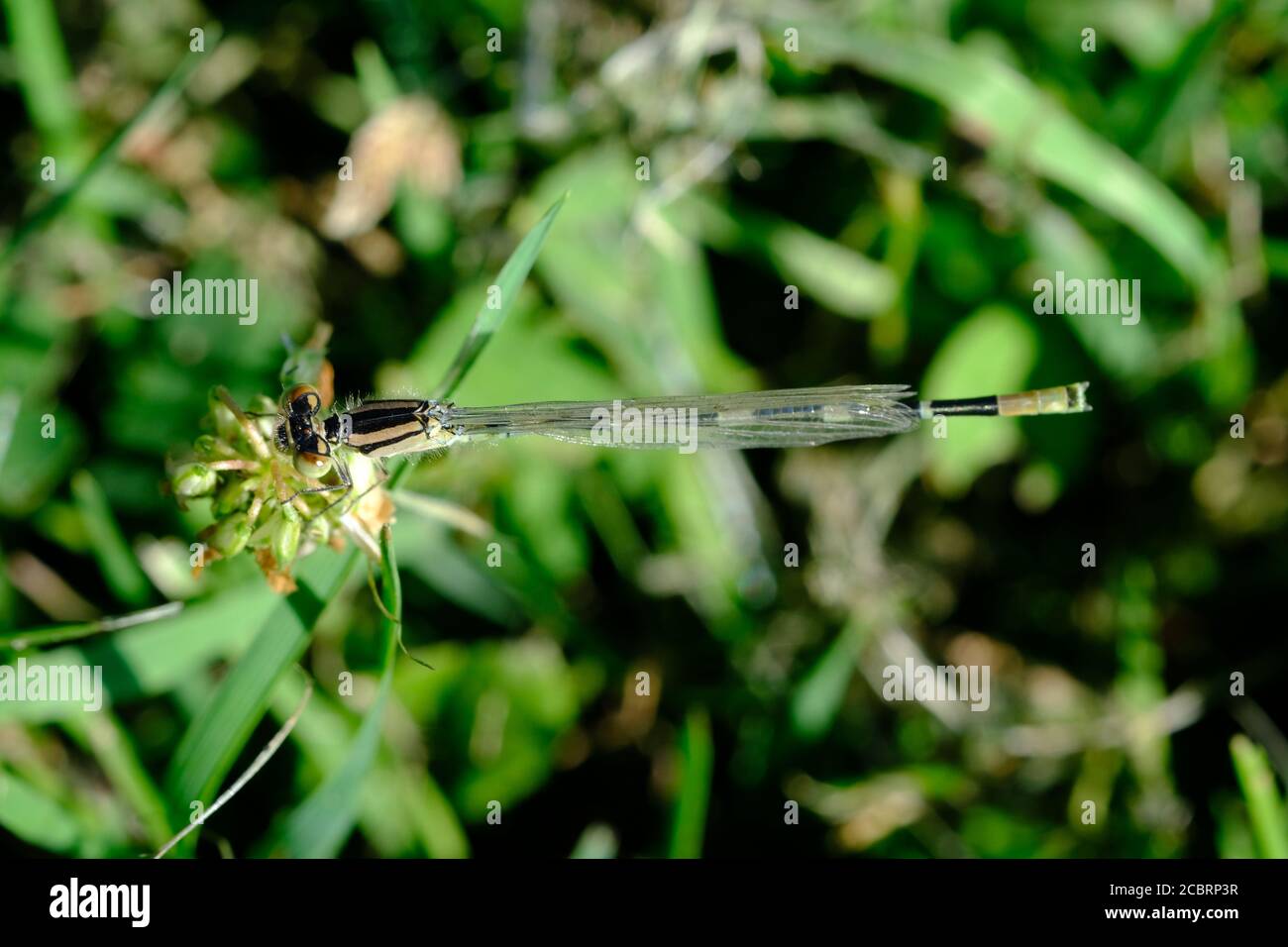 Junge weibliche Ostforktail (Ischnura verticalis) Damsefly im Gras an der Seite eines Sees in Ottawa, Ontario, Kanada. Stockfoto