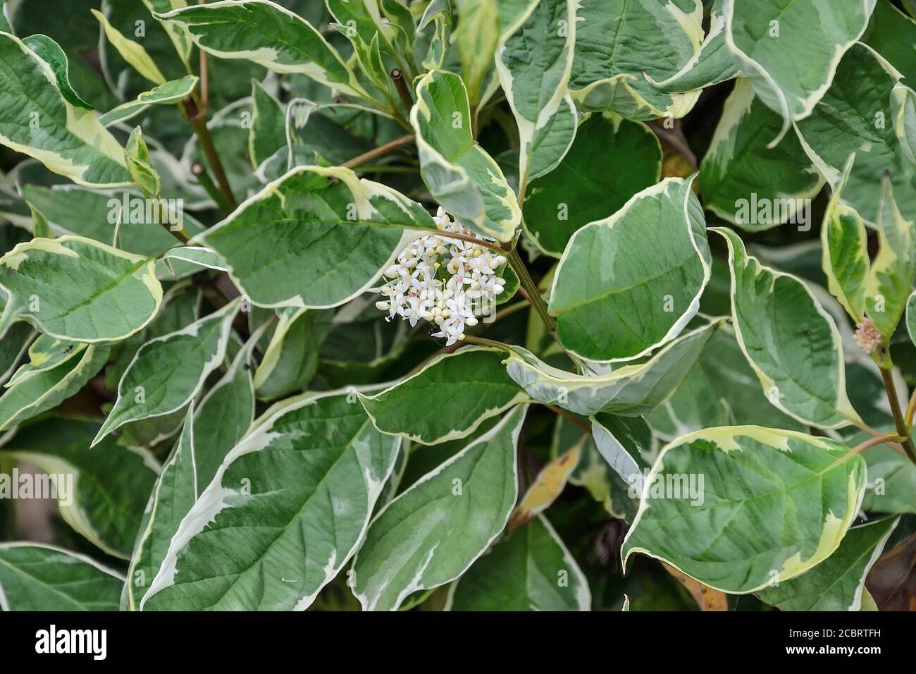 Blätter und Blüten von Zierstrauch-buntem Dogwood (Cornus alba Sibirica Variegata) aus der Nähe. Dekorativer Busch mit buntem Laub - weiß b Stockfoto