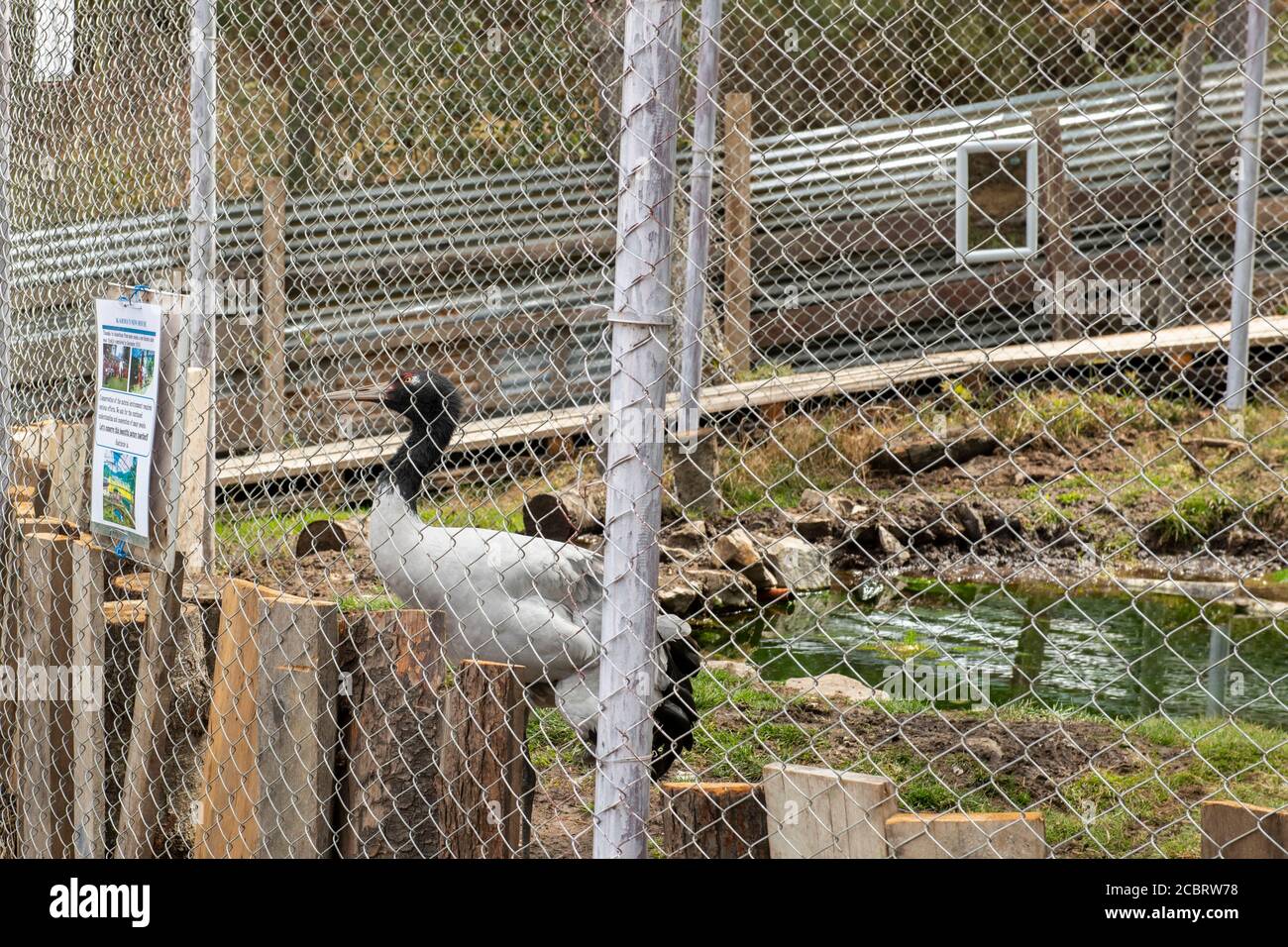 Bhutan, Gangtey-Phobjikha Valley, Black-Necked Crane Visitor Centre. Karma, Kative Kran. Stockfoto