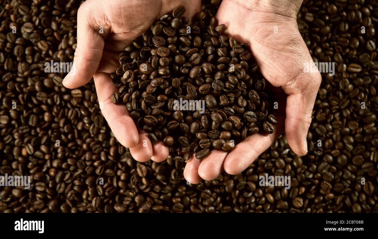 Detail der Mann Hände halten Kaffeebohnen. Kaffee Getränke Vorbereitung Konzept Stockfoto