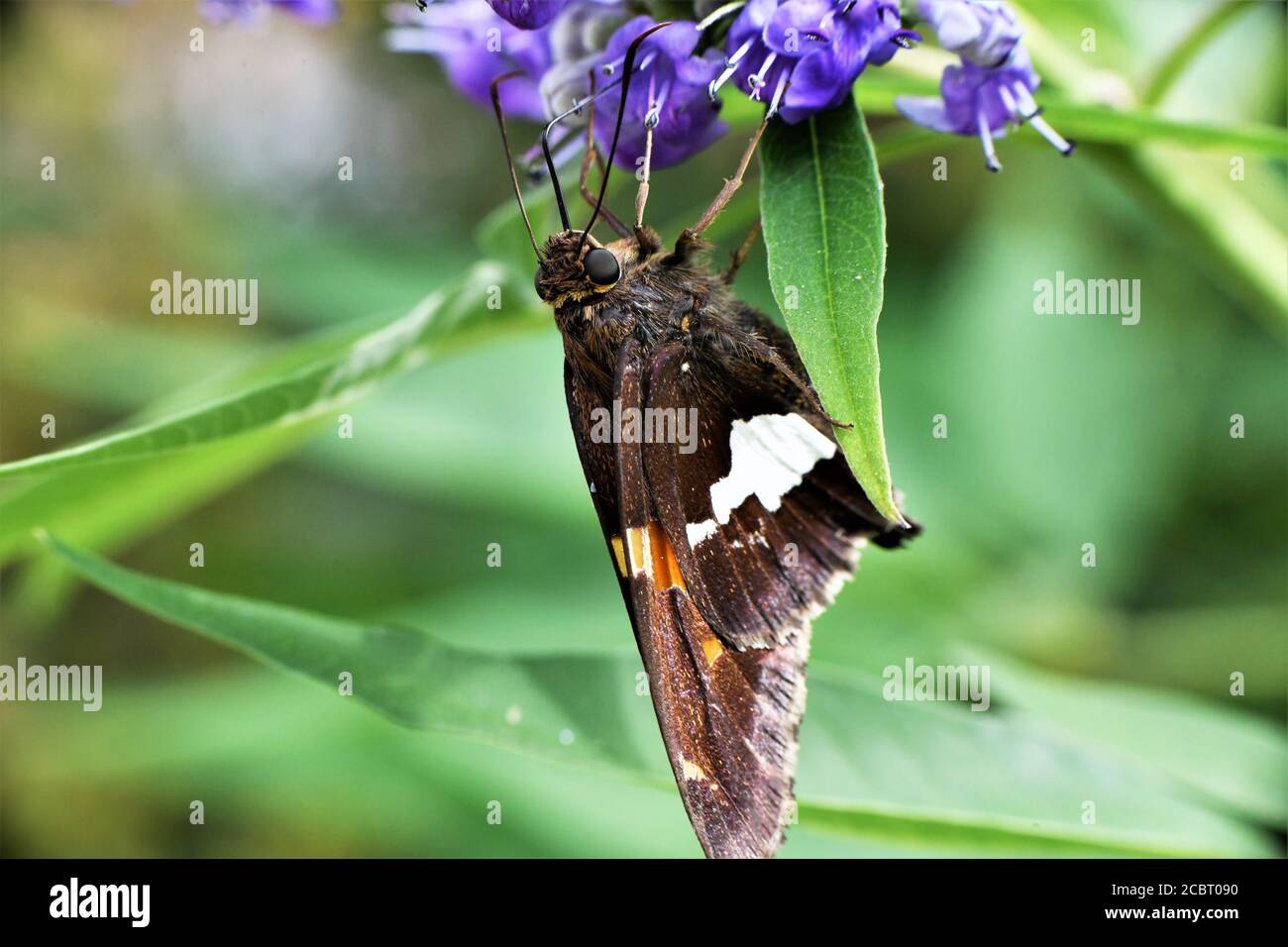 Ein silberner gefleckter Skipper Schmetterling auf einem Glyzinienbusch. Stockfoto