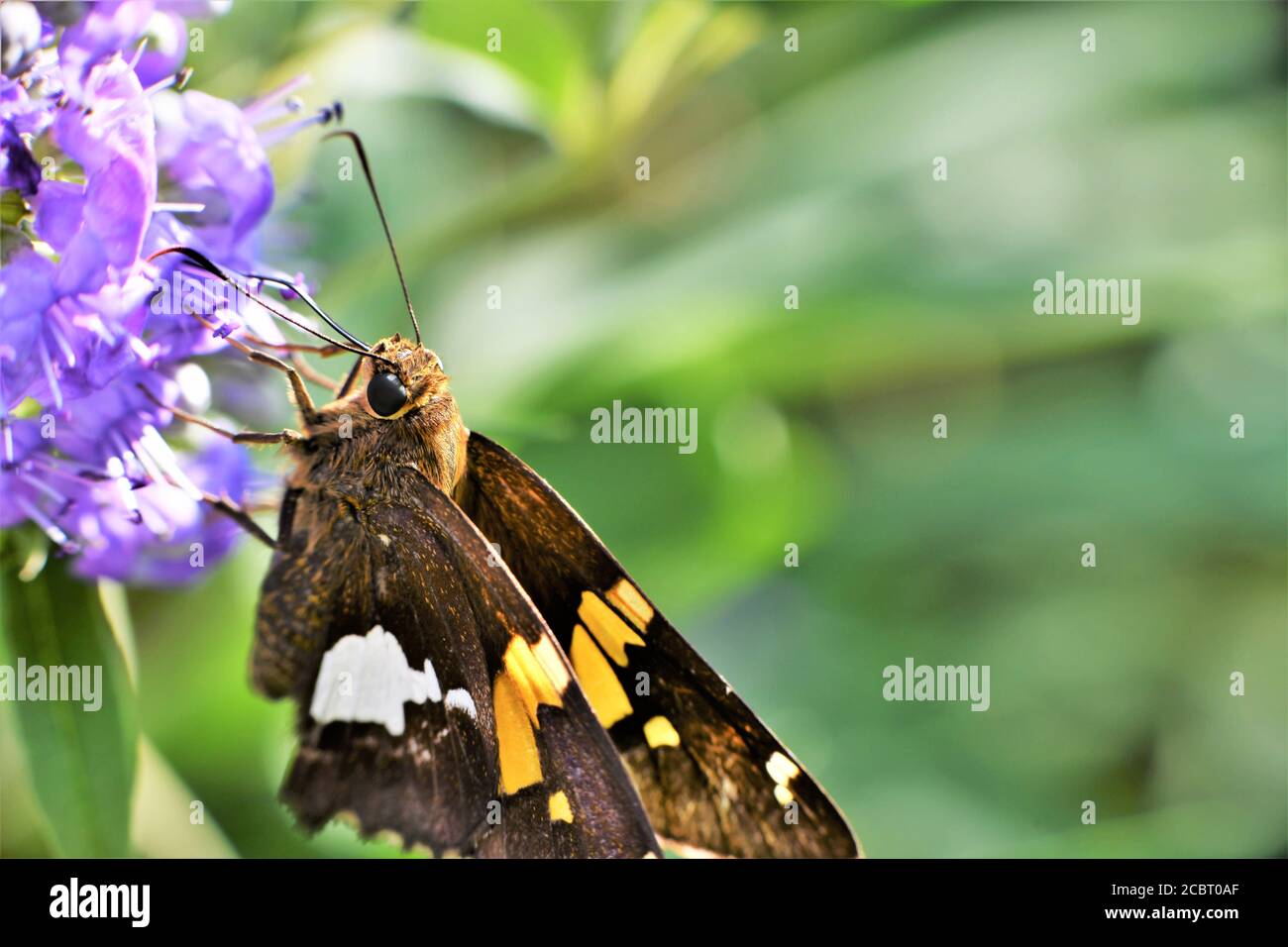 Ein silberner gefleckter Skipper Schmetterling auf einem Glyzinienbusch. Stockfoto