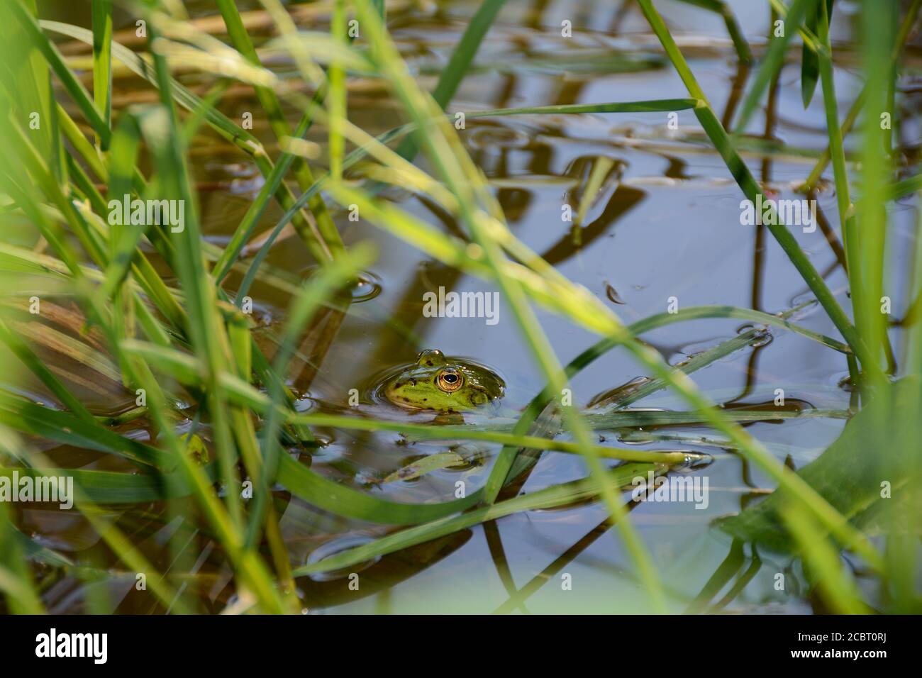 Ein Frosch zwischen grünen Gräsern im Wasser eines Teiches in Deutschland, Bayern, Kopf über Wasser Stockfoto