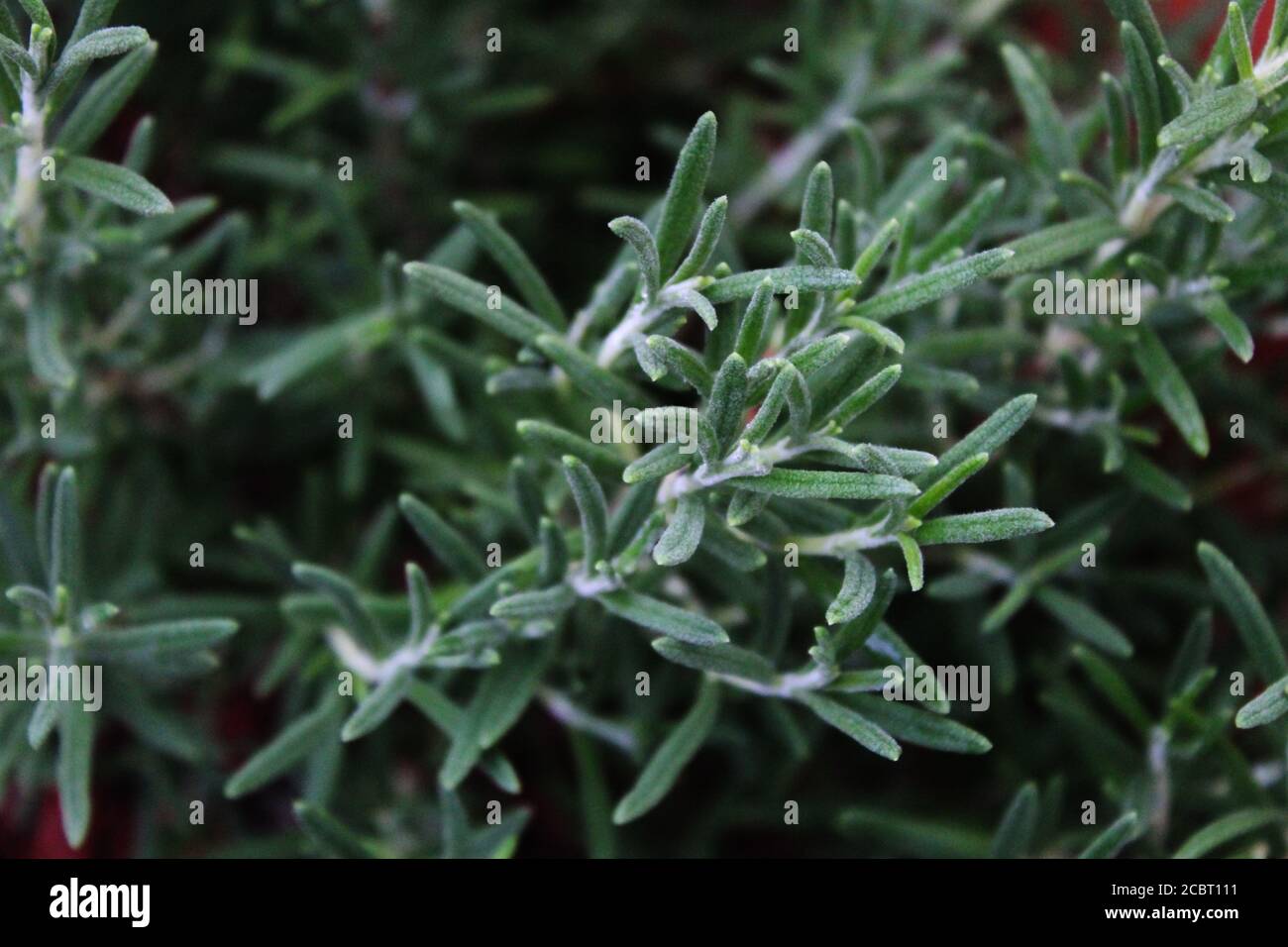 Rosmarin (Gewürzkraut) Wächst im Sommer in Garden in Kansas Stockfoto