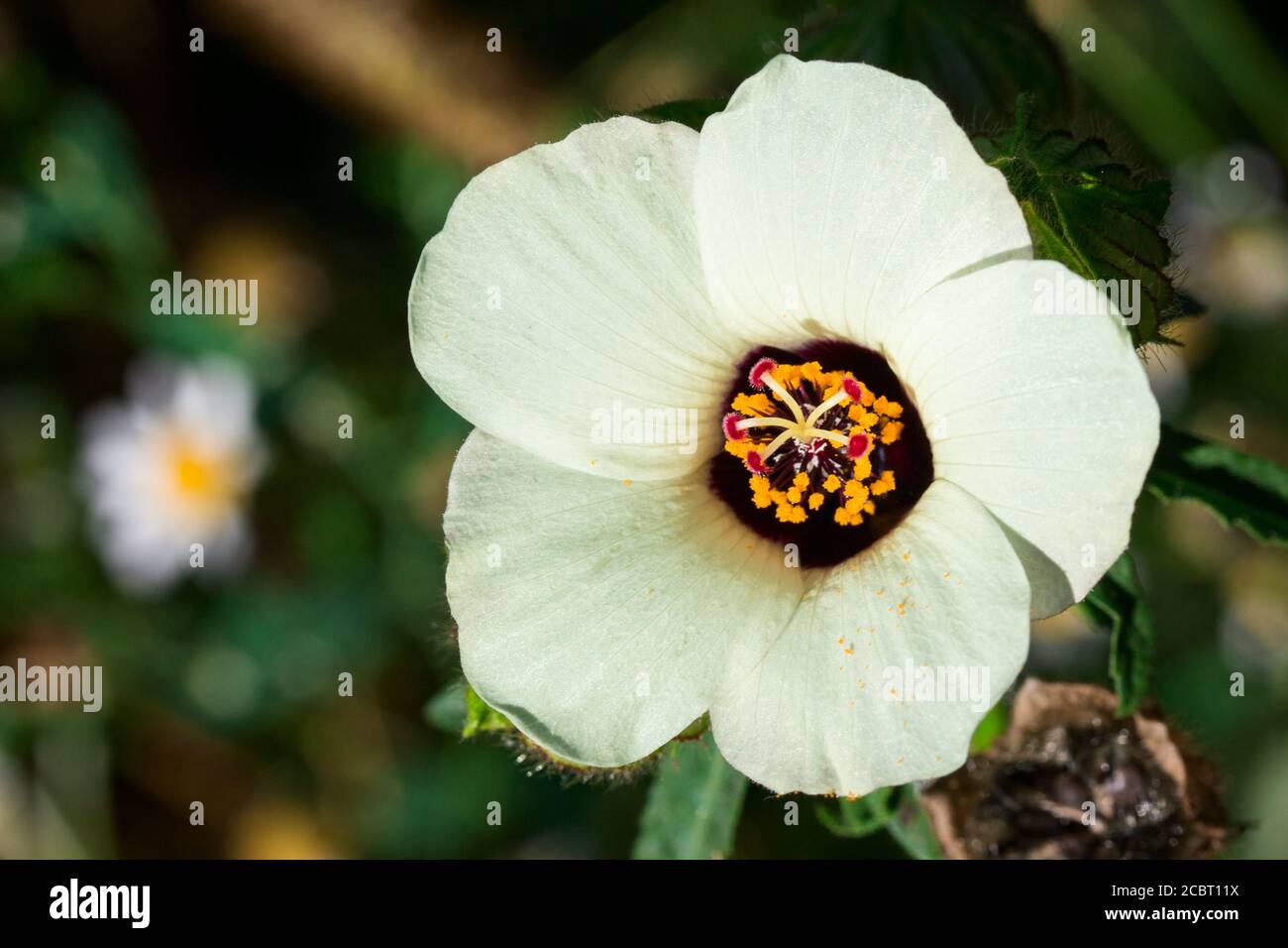 Blume mit weißen Blütenblättern und gelb rot Mitte wächst in Das Garten-Nahaufnahme-Konzept von Garten und Natur Stockfoto