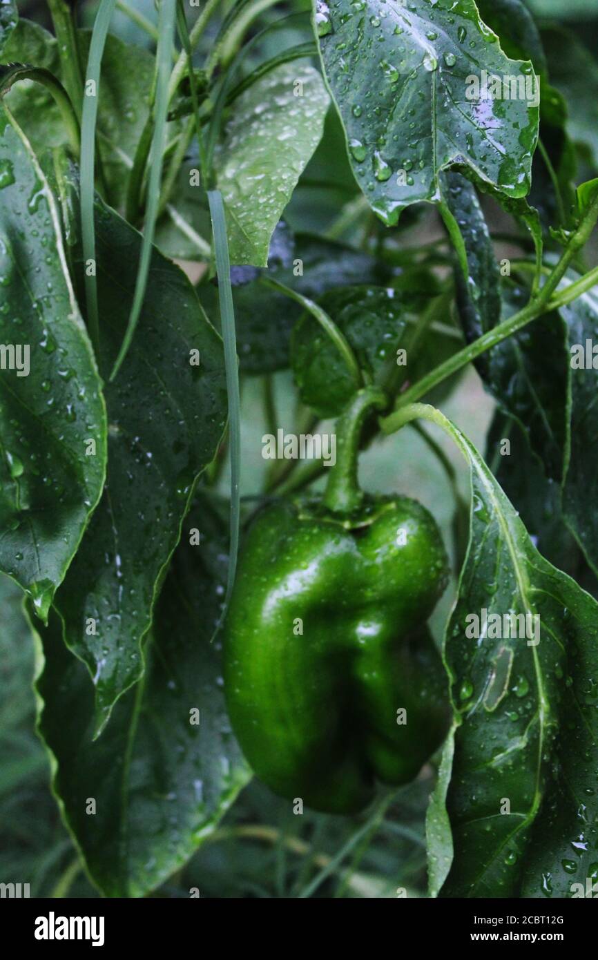 Pepper auf der Rebe im Garten im Garten im Garten von Kansas, Sommer Stockfoto