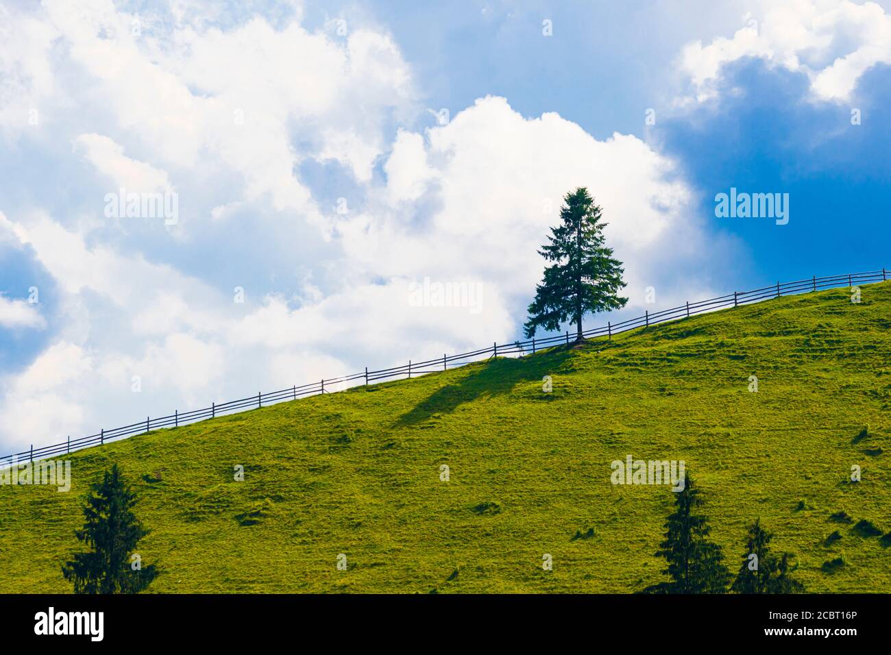 Schöne Landschaftsansicht von einsamen grünen Nadelbaum auf grasbewachsenen Hügel, blauer Himmel mit weißen Wolken auf dem Hintergrund. Sonniger Sommer saisonal. Konzepte von Stockfoto