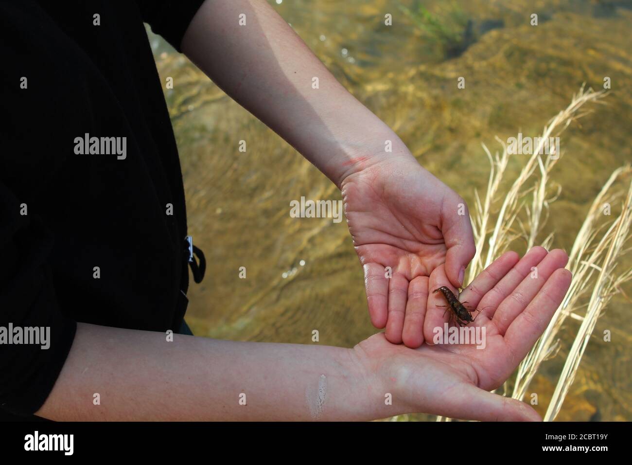 Junge Krebse gefangen in Creek in Arkansas Stockfoto