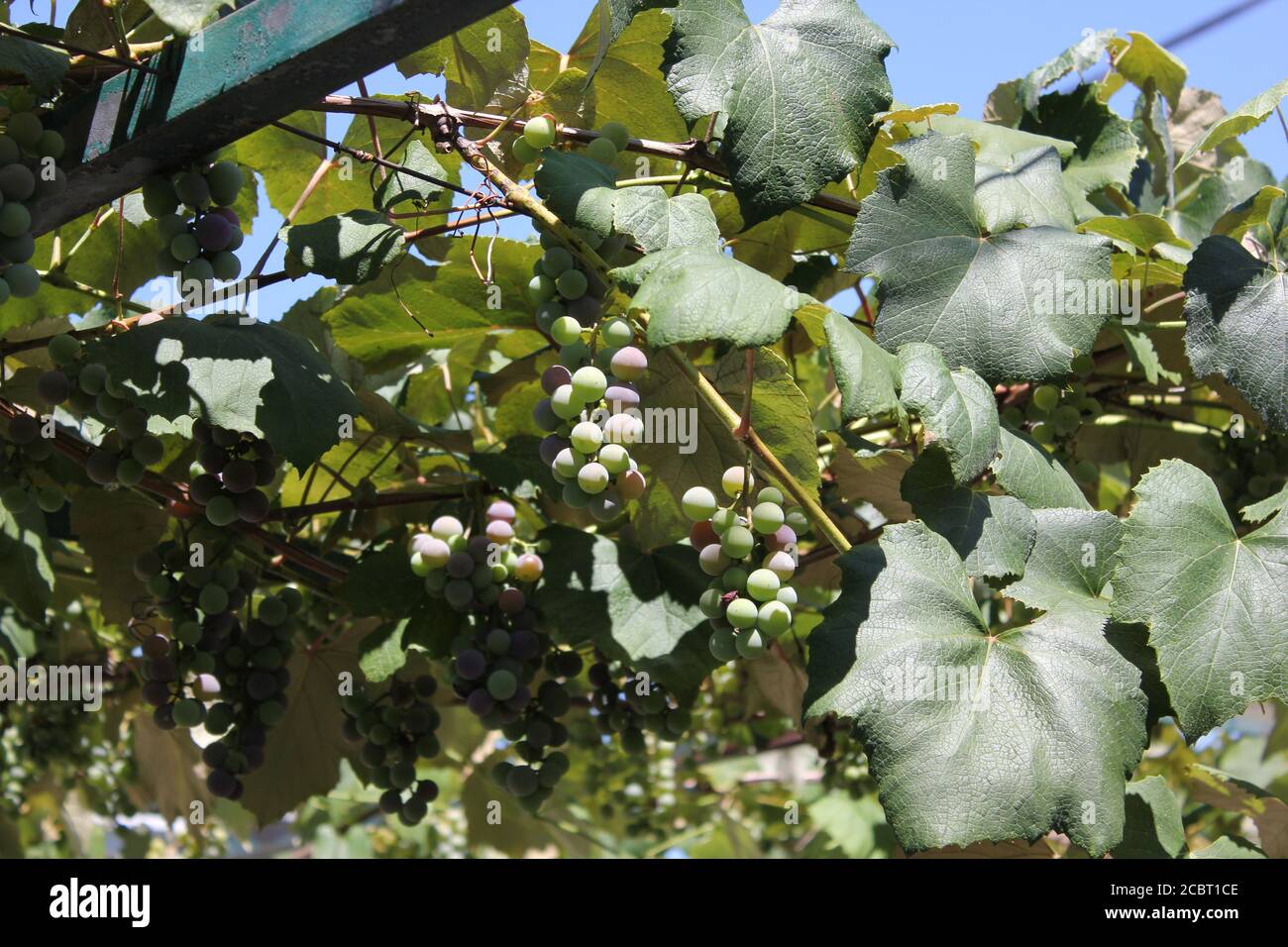 Albanische Weintrauben wachsen auf der Weinrebe im Garten. Stockfoto