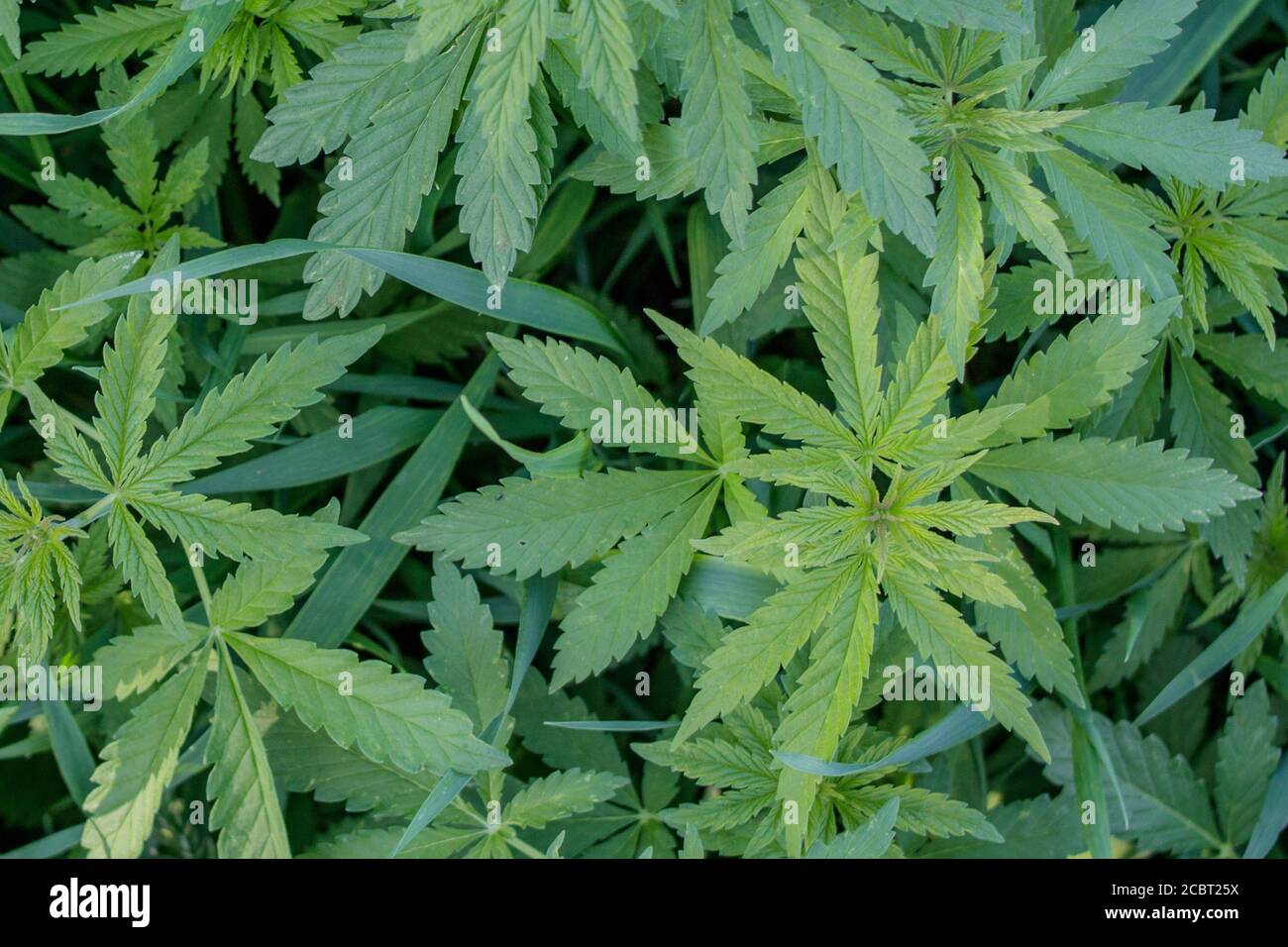 Dickicht von jungen wilden Cannabispflanzen. Blick von oben. Stockfoto