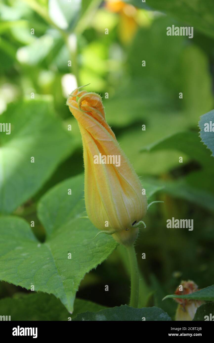 Eine üppige Kürbispflanze Blume Knospe wächst in einem städtischen Garten in Chicago. Stockfoto