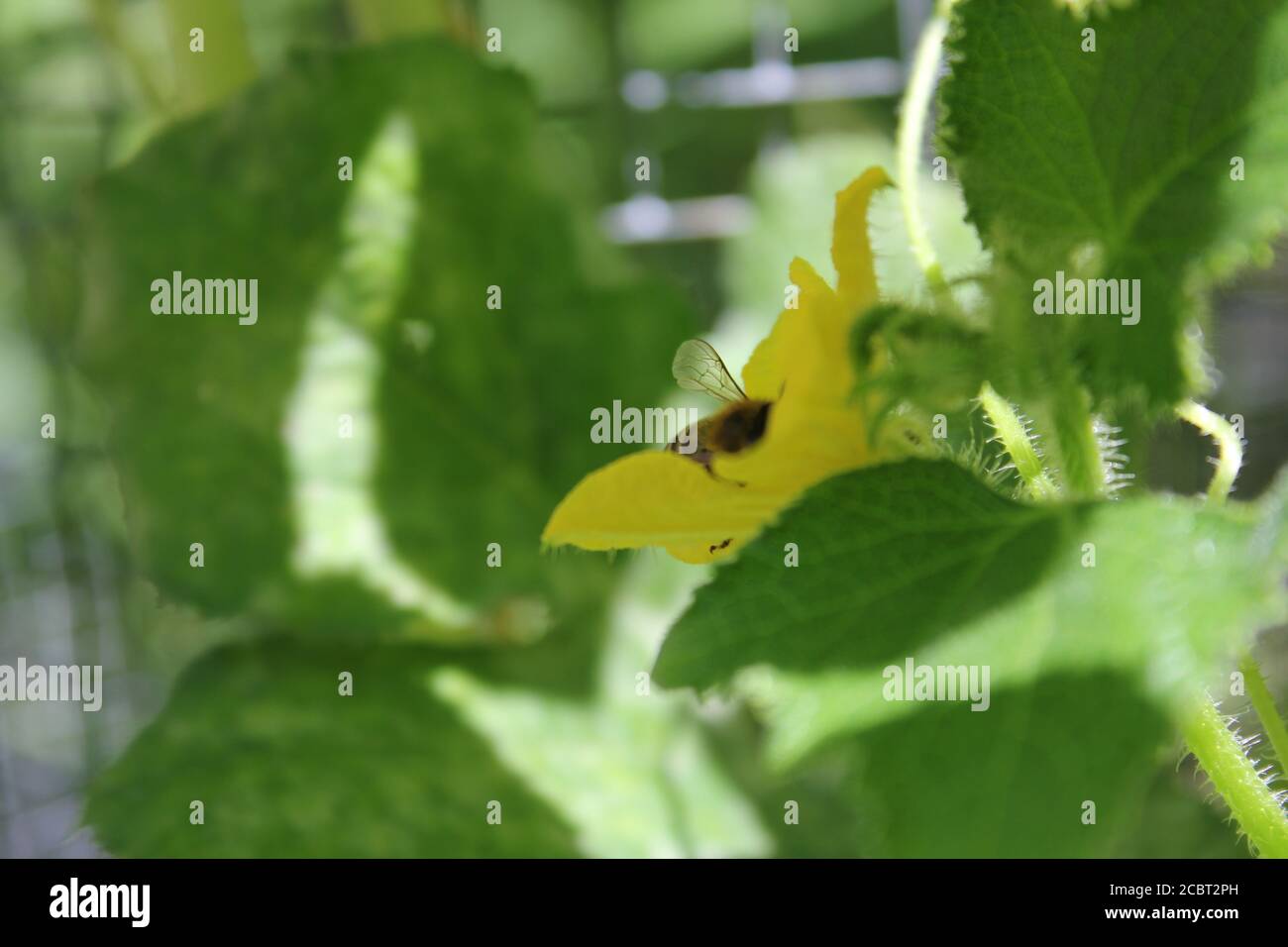 Eine Biene besucht eine gelbe Gurkenblume im Hinterhof Stadtgarten in Chicago. Stockfoto