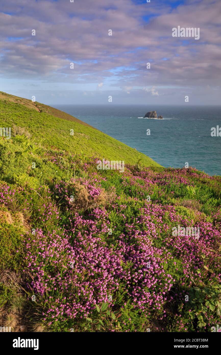 Cow and Calf Rocks in Cornwall, gefangen von der Südwestküste Weg östlich von St. Agnes Head in Cornwall An einem Morgen, wenn die Heide war in Stockfoto