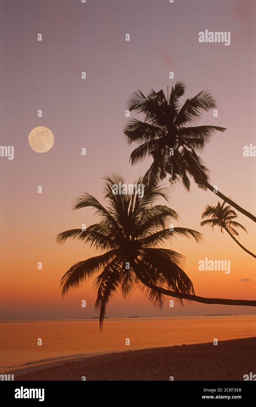 Palmen, die sich über die sandige Küste und den Indischen Ozean unter der Küste erstreckten Vollmond auf der Insel Fihalhohi auf den Malediven bei Sonnenaufgang Stockfoto