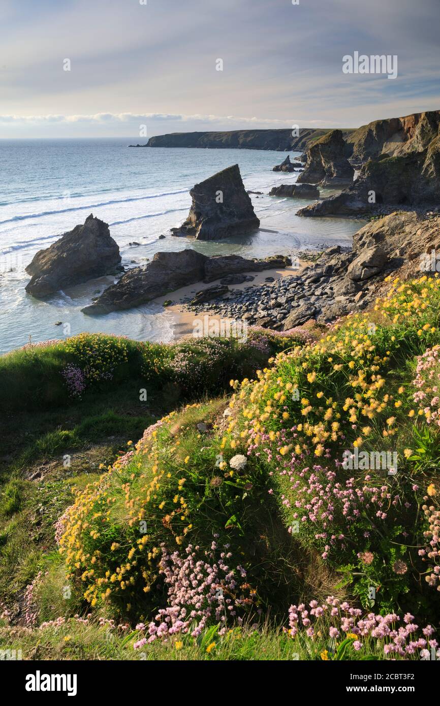 Frühlingsblumen an der Bedruthan Treppe in Cornwall. Das Bild wurde mit einer langen Verschlusszeit an einem Abend Mitte Mai aufgenommen. Stockfoto