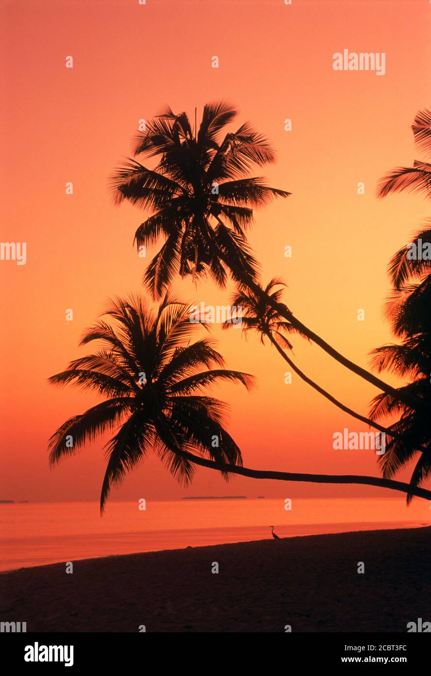Palmen streckten sich über die sandige Küste und den Indischen Ozean Fihalhohi Island auf den Malediven bei Sonnenaufgang Stockfoto
