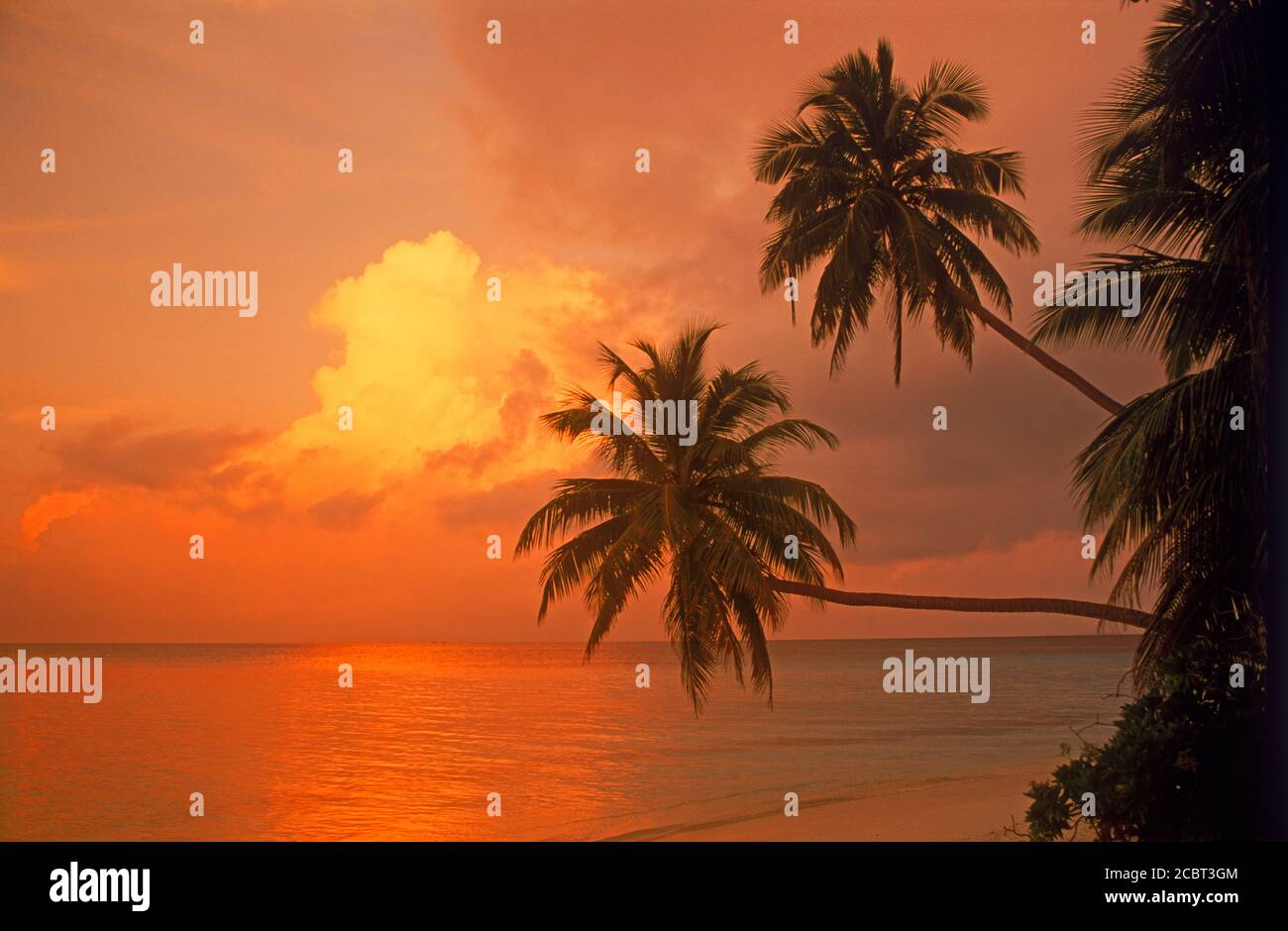 Palmen streckten sich über die sandige Küste und den Indischen Ozean Fihalhohi Island auf den Malediven bei Sonnenaufgang Stockfoto