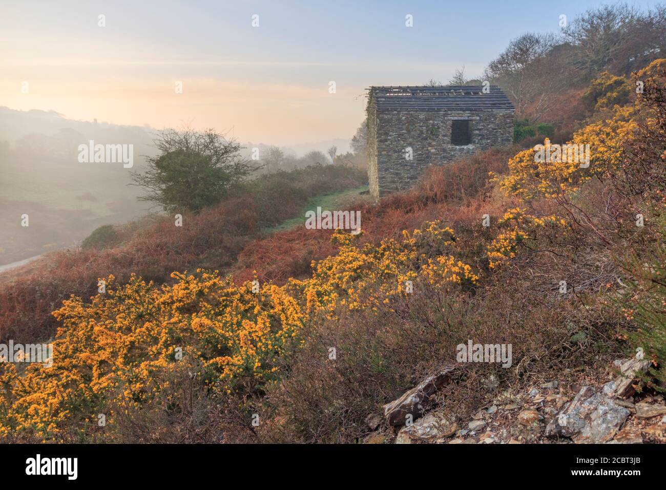 Eine verlassene Scheune an den Hängen des Carnon Valley oberhalb der Portreath Devoran Mineral Tramway in Cornwall. Das Bild wurde auf einem nebligen Frühling Mo aufgenommen Stockfoto