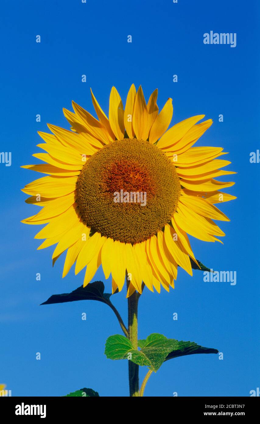 Einzelne helle Sonnenblume gegen blauen Himmel an einem sonnigen Tag Stockfoto