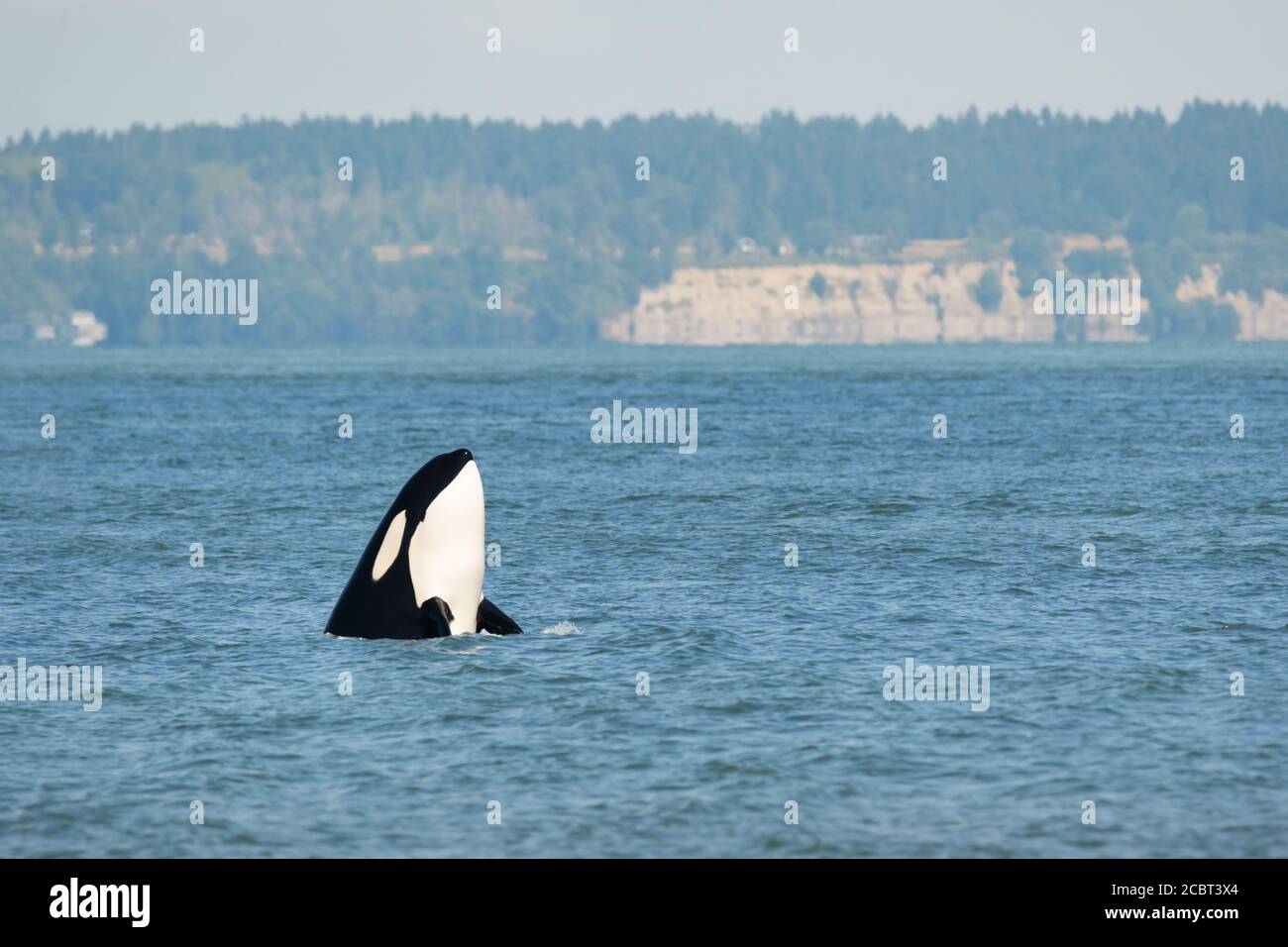 Ein transienter Orca (ein Mitglied der T36A pod) spietet nach erfolgreicher Jagd auf ein Schweinswal vor Point Roberts aus. Stockfoto
