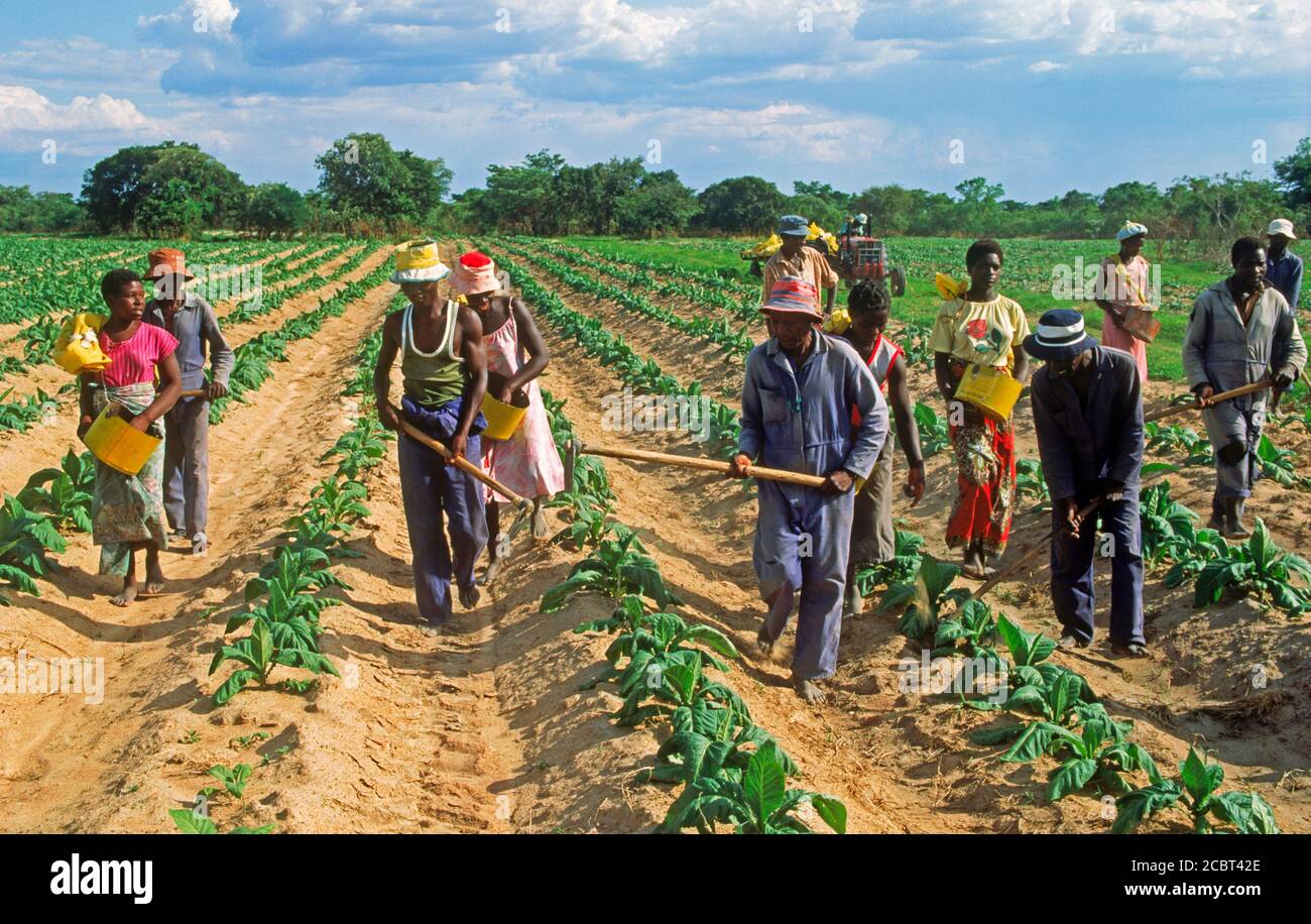 Afrikaner ernten und Pflanzen Tabakstängel auf Plantage in Simbabwe Stockfoto