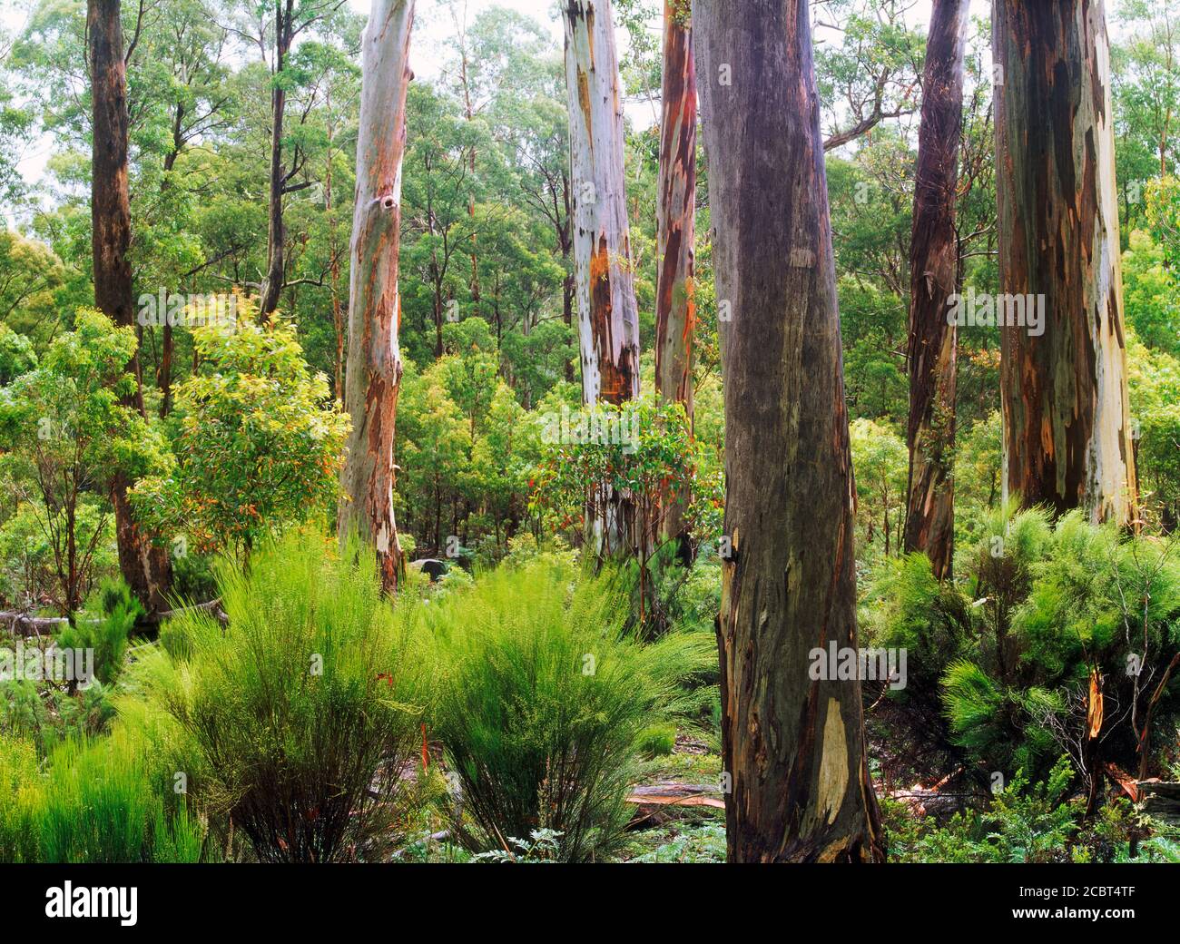 Swamp Gum (Eucalyptus Regnans) in Tasmanien, Australien Stockfoto