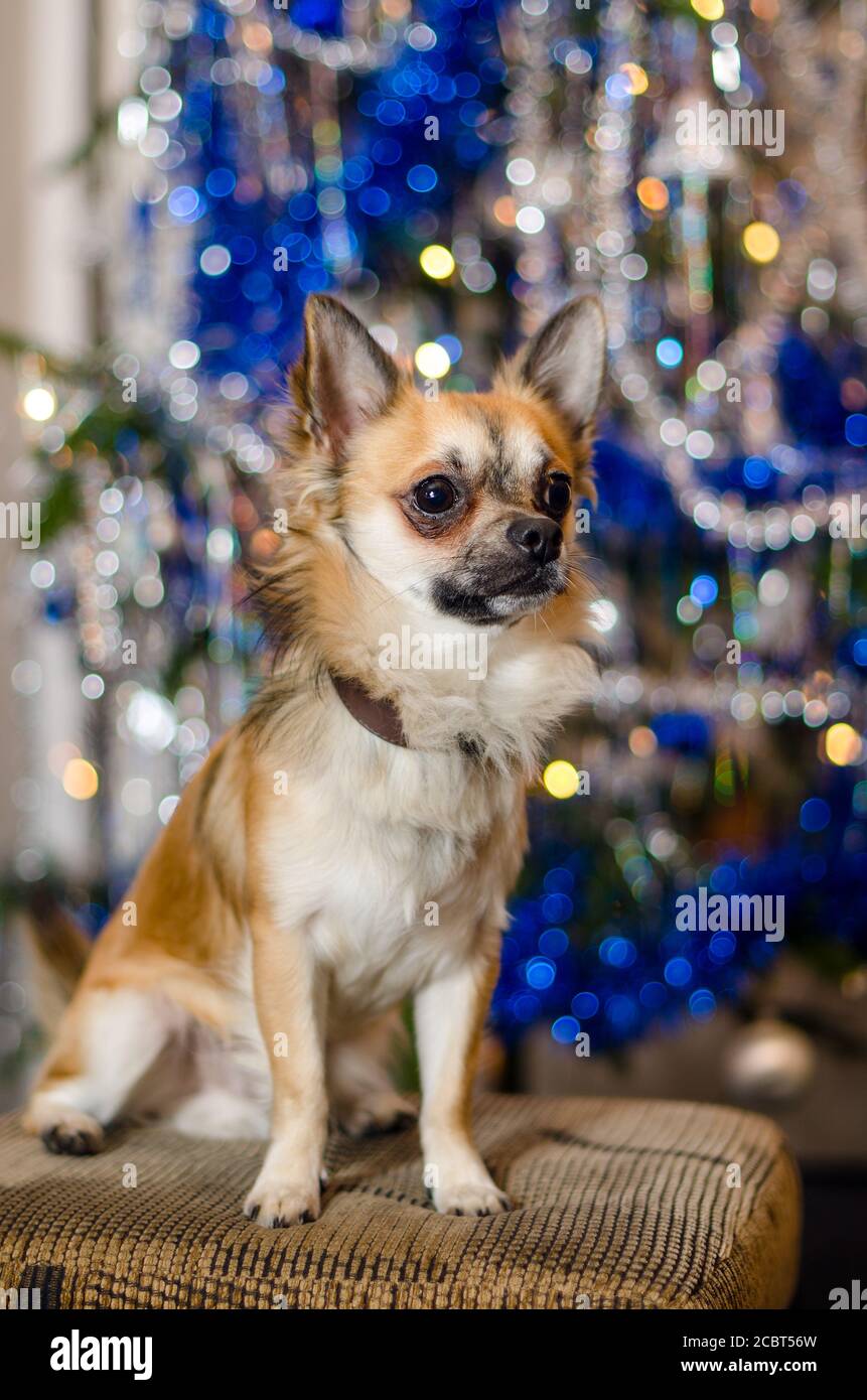 Niedlicher Chihuahua Doggie sitzt auf dem Sofa vor einem verzierten Weihnachtsbaum. Ein kleiner hellbrauner und weißer Hund. Reinrassige Rasse von langhaarigen Haustier. Bokeh. Stockfoto