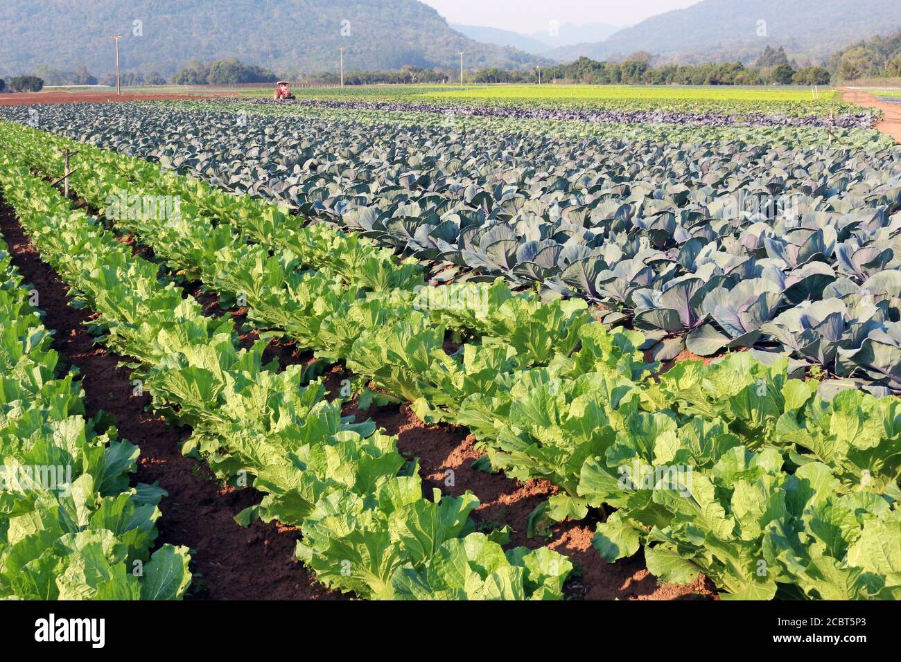 Agrarindustrie. Plantagen von Gemüse und Lebensmitteln für die Welt. Stockfoto