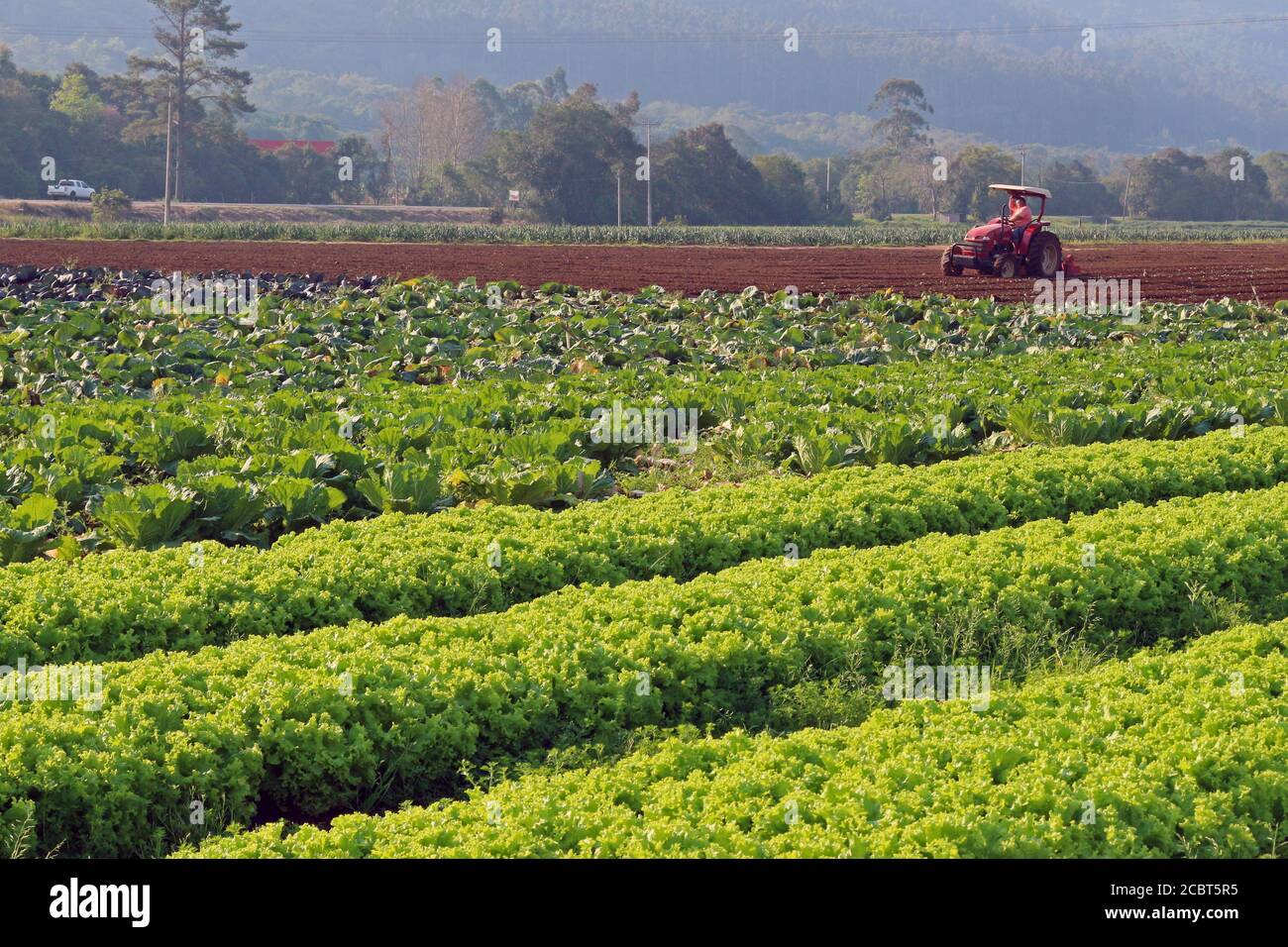 Landwirtschaft. Große Gemüse- und Traktorplantagen arbeiten und bereiten das Land für die Pflanzung. Stockfoto