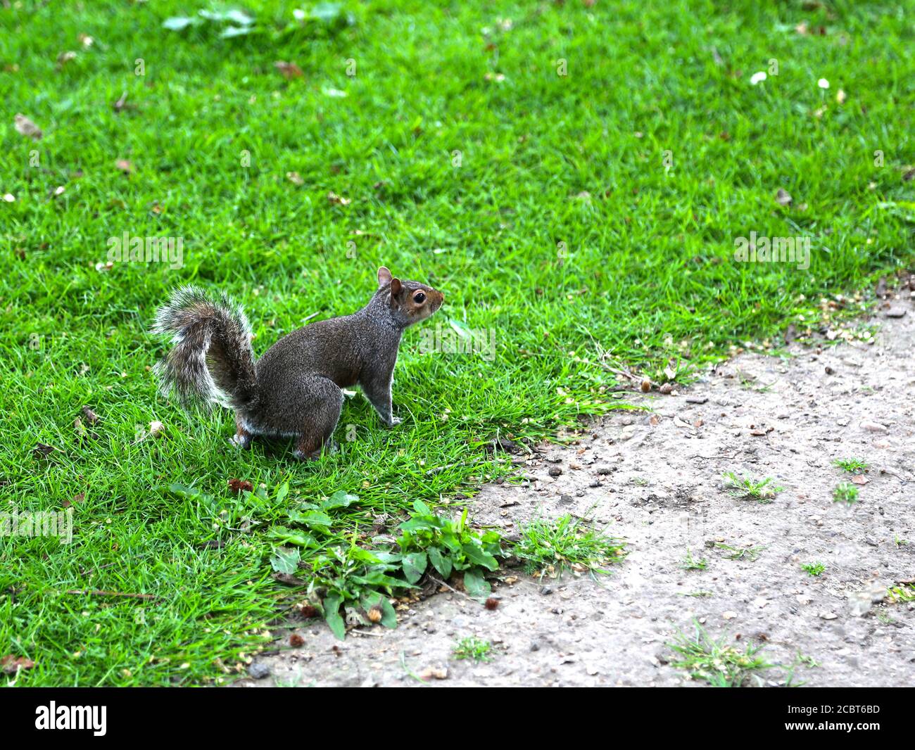 Fuchshörnchen, Ischiurus niger, dunkelbraun-schwarz mit einem buschigen Schwanz, der auf grünem Gras springt. Stockfoto