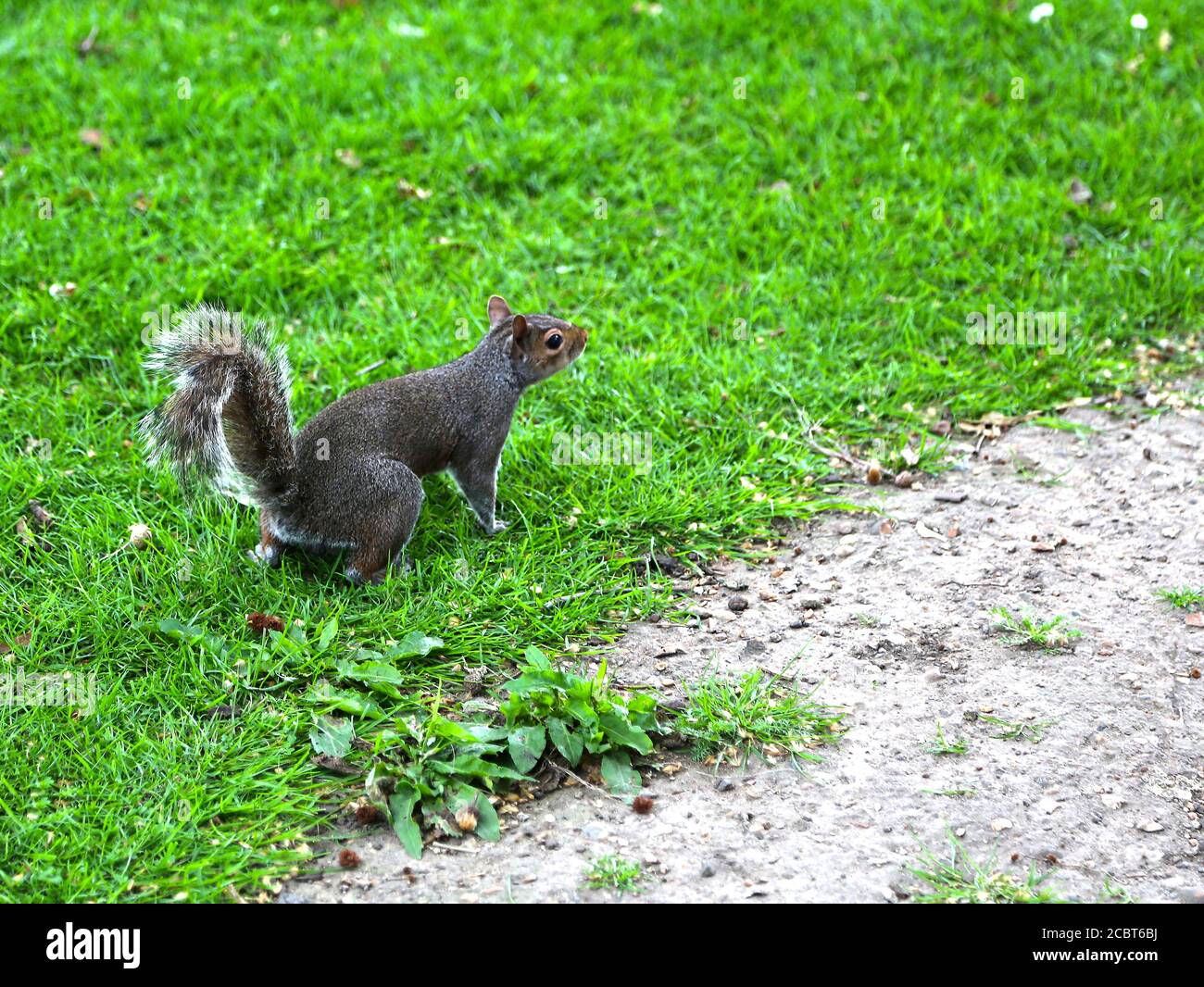 Fuchshörnchen, Ischiurus niger, dunkelbraun-schwarz mit einem buschigen Schwanz, der auf grünem Gras springt. Stockfoto