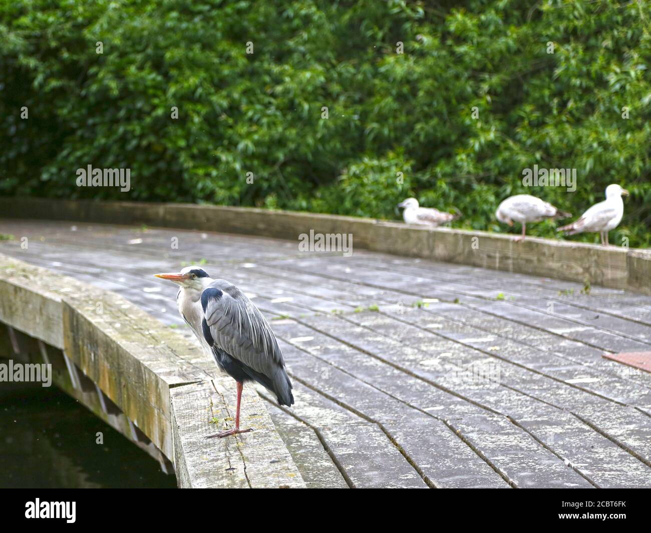 Großer blauer Reiher, ardea cinerea, dunkle Form, die auf der Brücke im Park steht Stockfoto