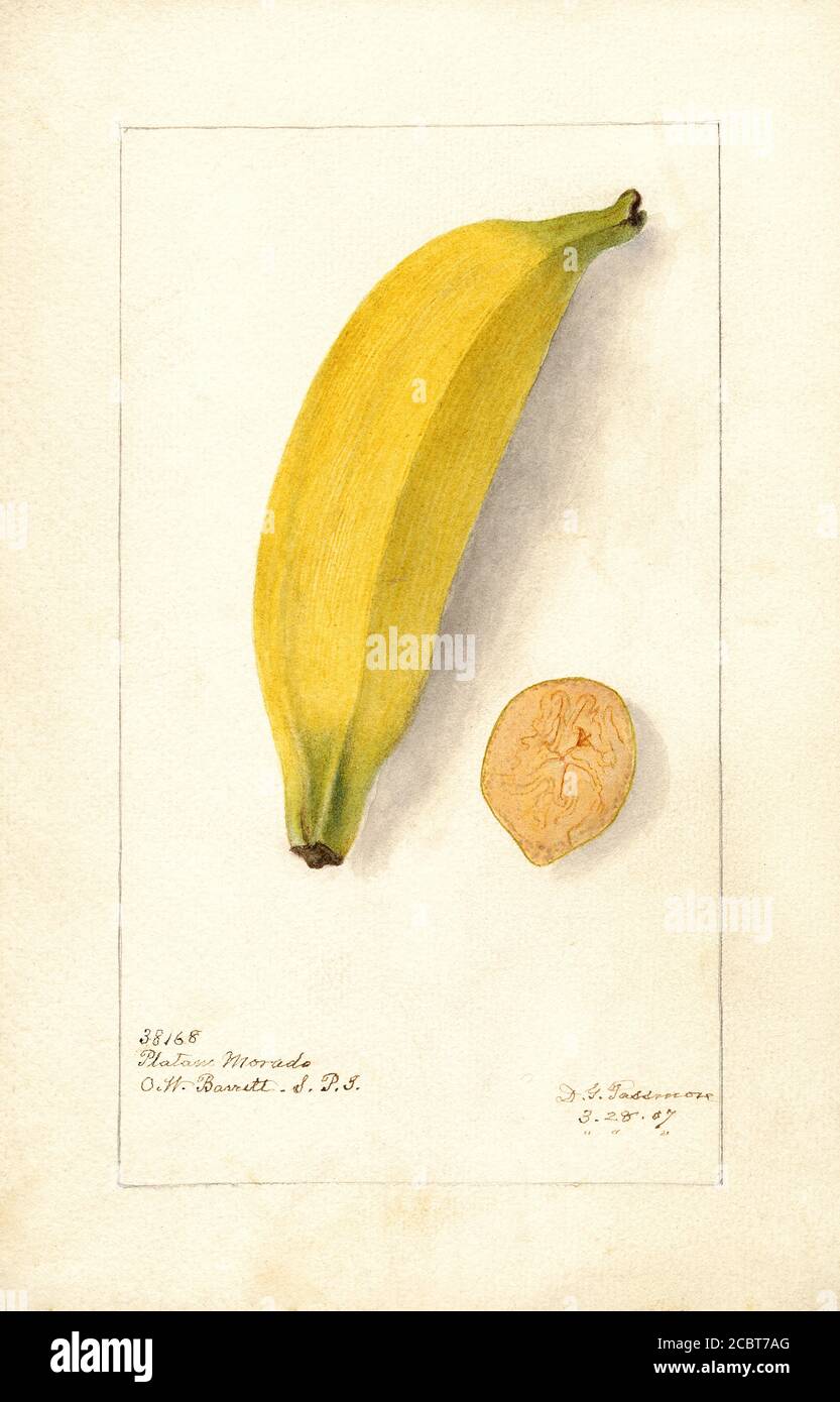 Banane, Platano Morado Variety, Musa, Aquarell Illustration von Deborah Griscom Passmore, U.S. Department of Agriculture Pomological Watercolor Collection, 1907 Stockfoto