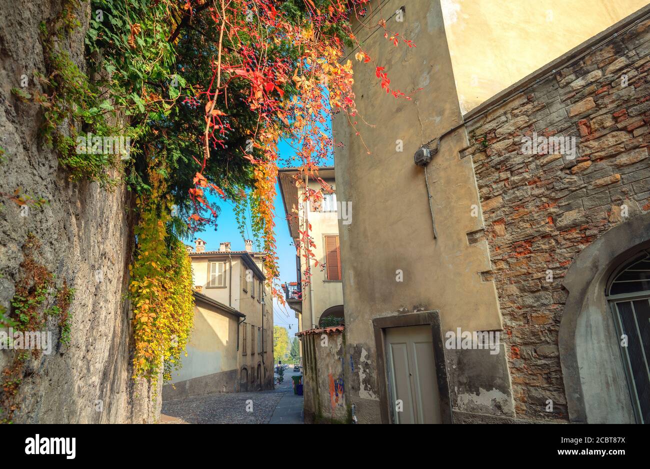 Typische schmale Straße entlang alter Mauern mit bunten Pflanzen in Bergamo an sonnigen Herbsttag. Lombardei, Italien Stockfoto