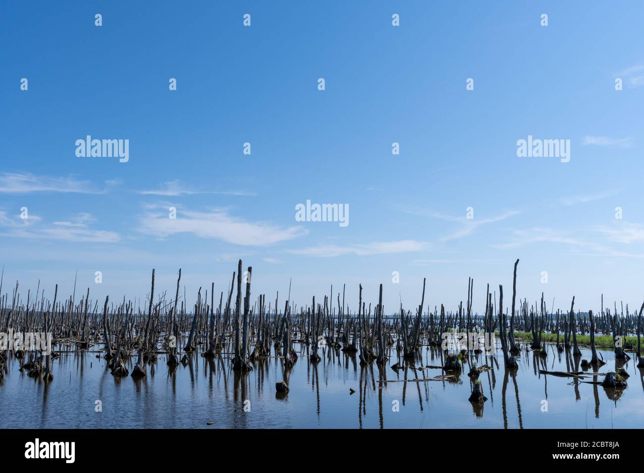 Tote Bäume, Moor und Sümpfe Lower Peene Valley und Peenehaff Stockfoto