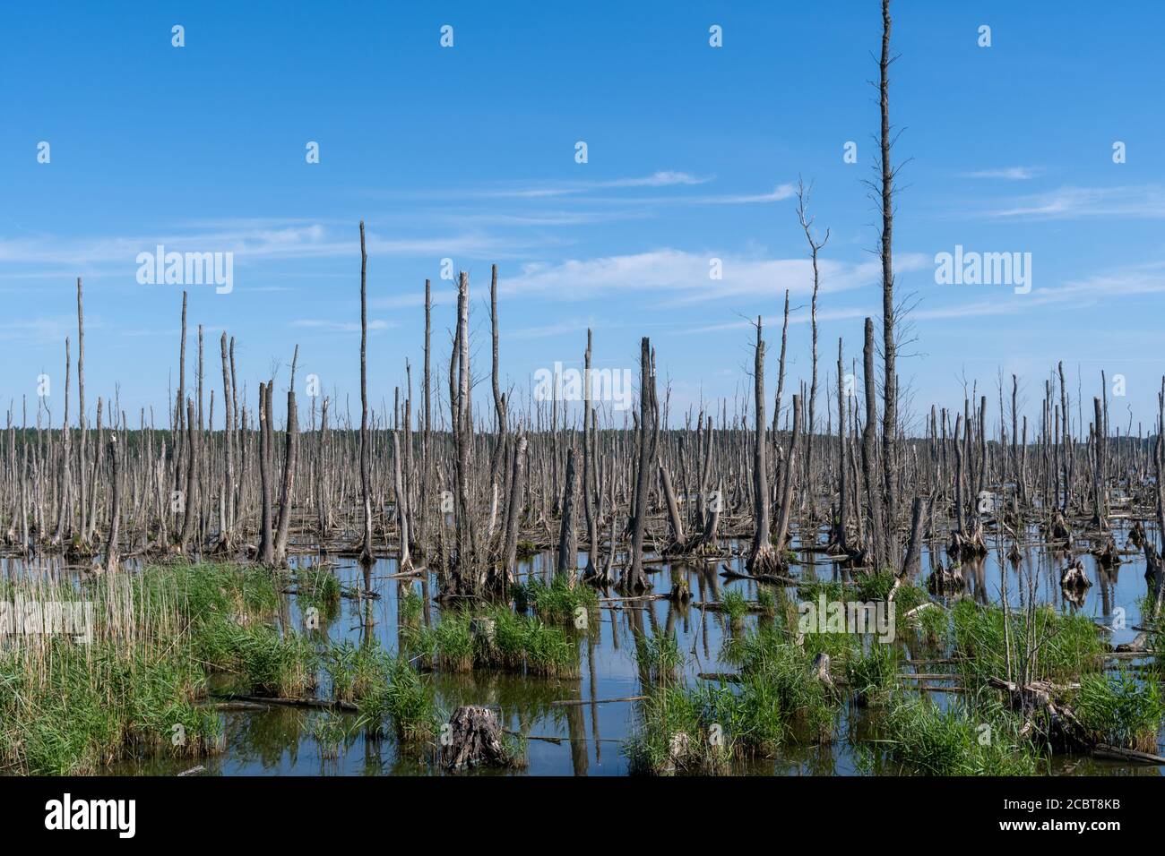 Tote Bäume, Moor und Sümpfe Lower Peene Valley und Peenehaff Stockfoto