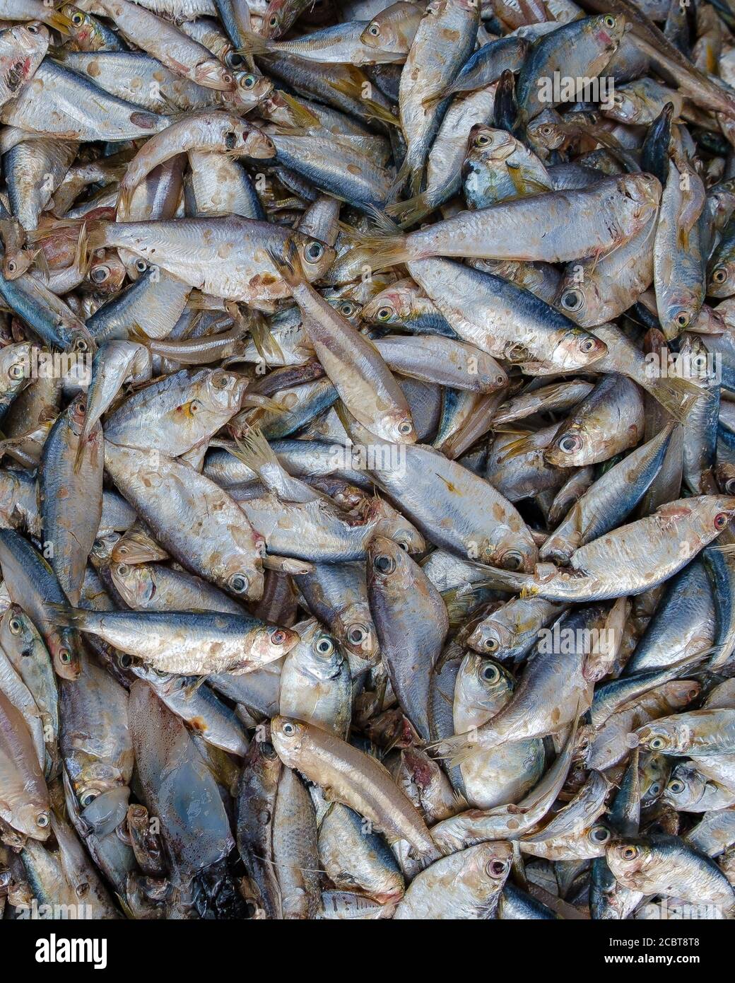 Frischer Fisch im Korb, horizontaler Schuss, Ha Long Bay, Vietnam, Fischerdorf. Toter Fisch aus Asien aus der Bucht. Die gleiche Art von Fisch bereit zu sein Stockfoto