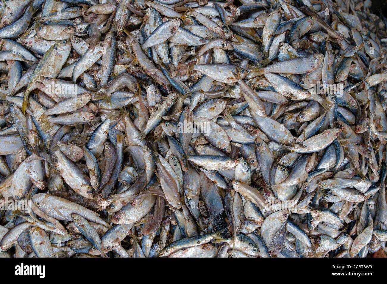 Frischer Fisch im Korb auf dem Fischmarkt verkauft werden, horizontale Schuss, Ha Long Bay, Vietnam, Fischerdorf. Toter Fisch aus Asien aus der Bucht. Stockfoto