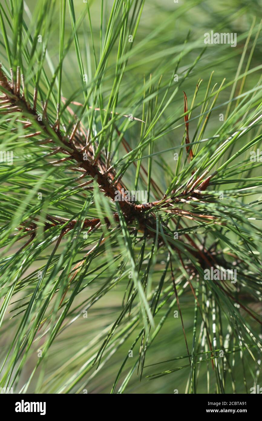 Heimische Kurzblatt-Kiefer in South Carolina, Pinus echinata. Stockfoto