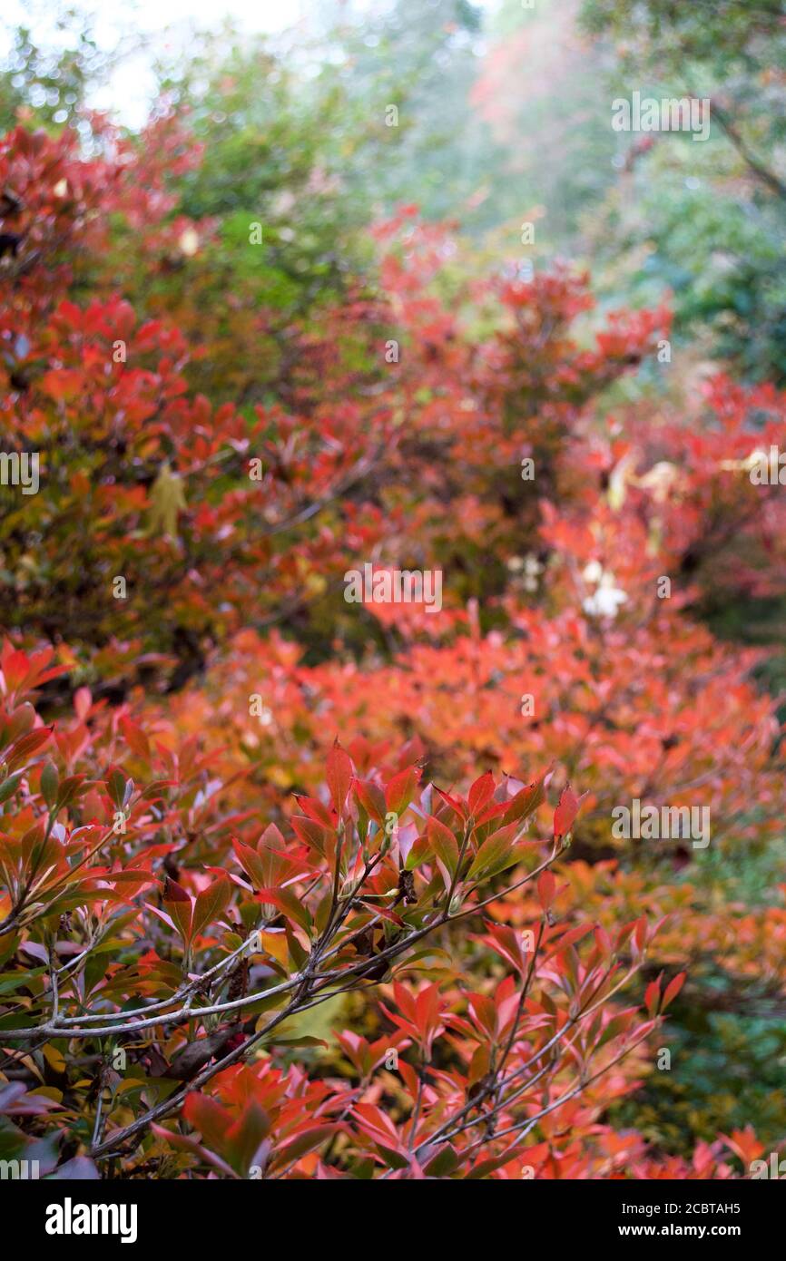 Ein Busch im Herbst (Herbst): Grüne Blätter färben sich rot, leuchtend rot und sehen im Wald lebhaft aus Stockfoto