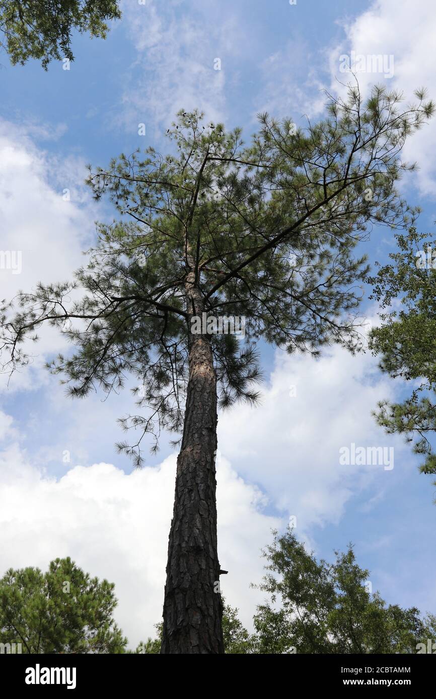 Kleine Blattkiefer in South Carolina, Pinus ethinata Stockfoto