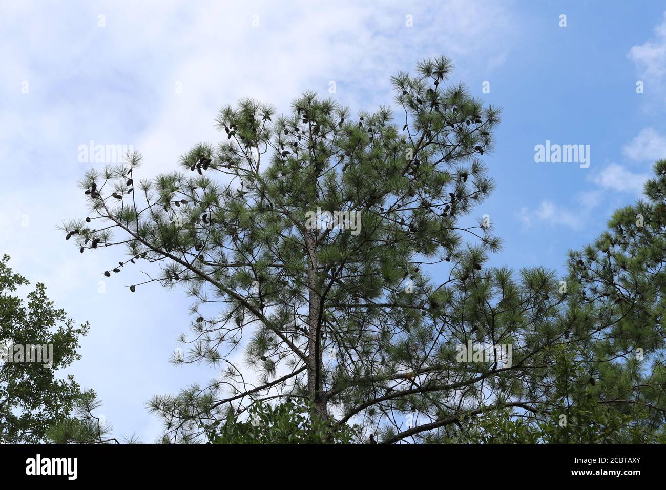 Kleine Blattkiefer in South Carolina, Pinus ethinata Stockfoto