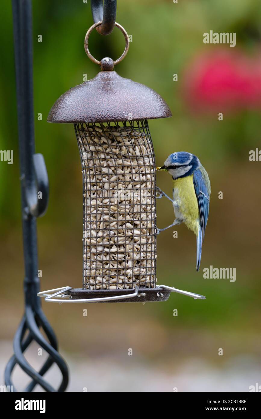 Tiny Blue Tit auf einem Vogelfutterhaus nimmt eine Sonnenblume Herz Stockfoto