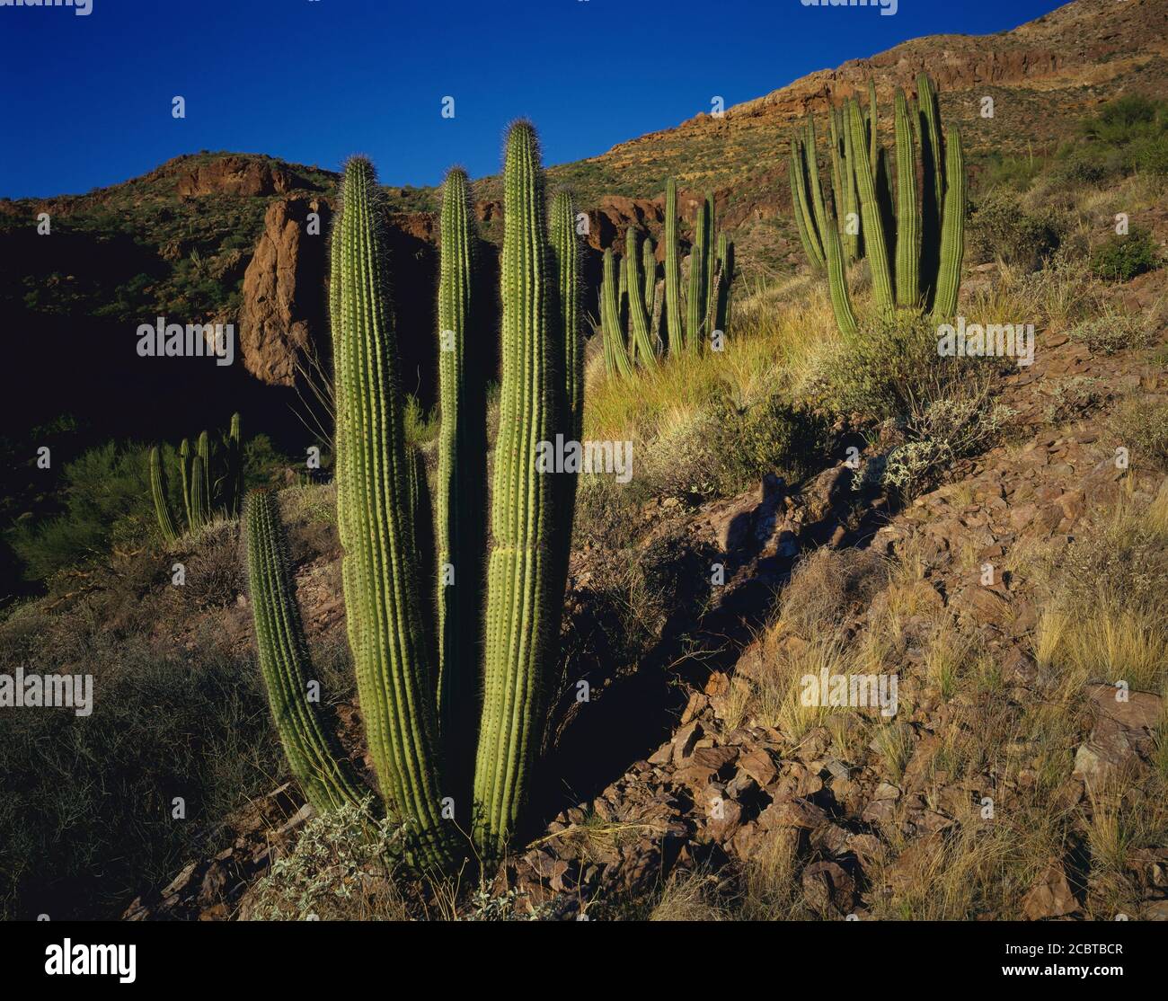 Organpipe Cactus National Monument AZ / APR Junge grüne Organpipe Cactus bevölkern die Hänge des Diablo Mountain. Stockfoto